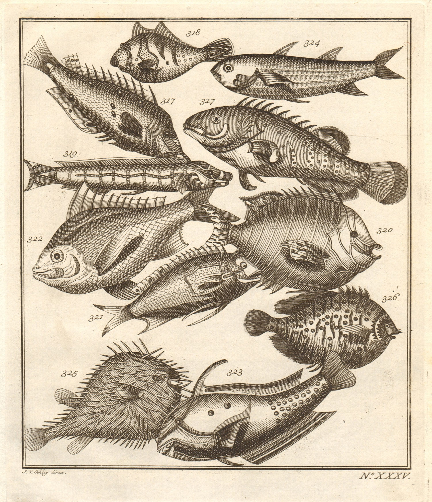 Associate Product XXXV. Poissons d'Ambione. Indonesia Moluccas Maluku tropical fish. SCHLEY 1763