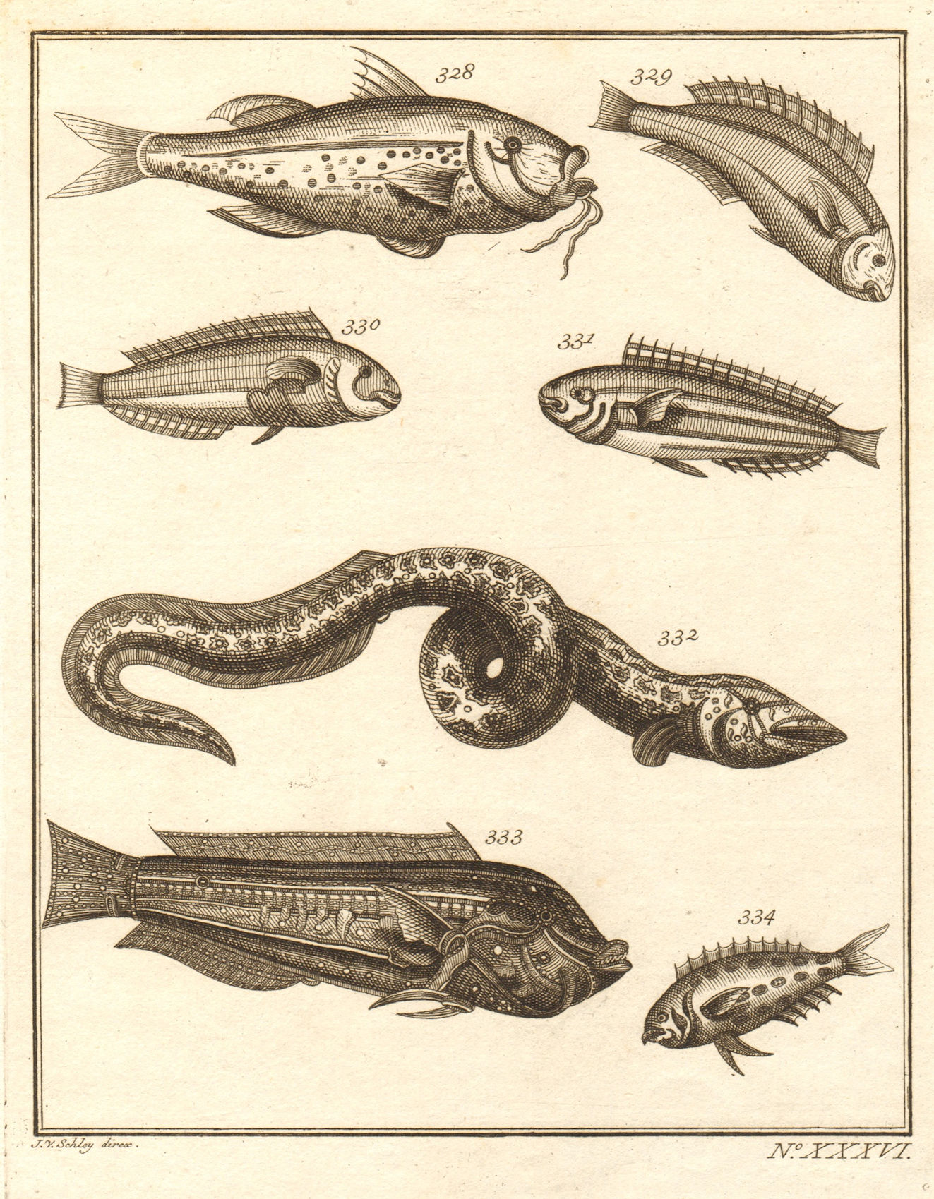 XXXVI. Poissons d'Ambione. Indonesia Moluccas Maluku tropical fish. SCHLEY 1763