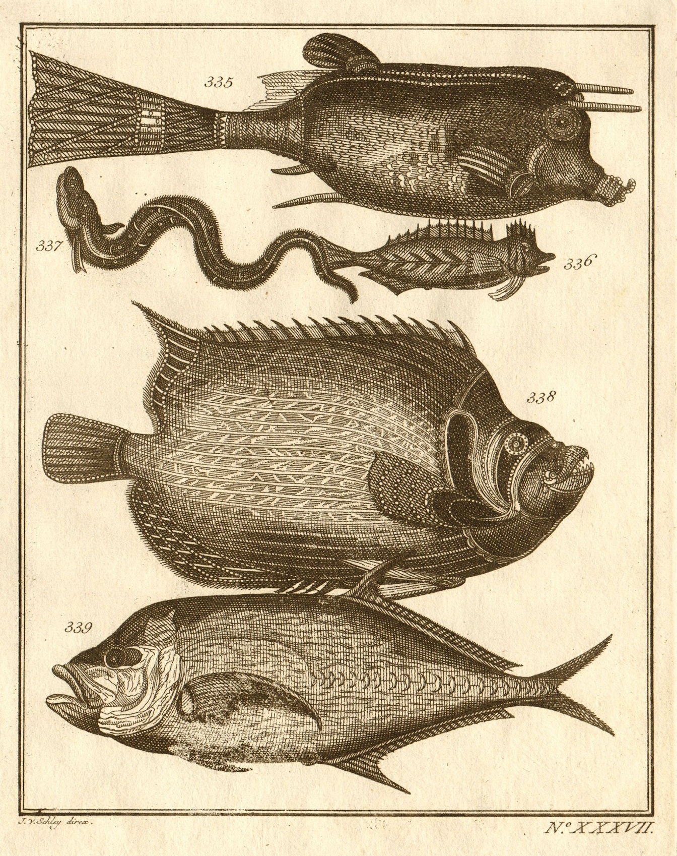 Associate Product XXXVII. Poissons d'Ambione. Indonesia Moluccas Maluku tropical fish. SCHLEY 1763
