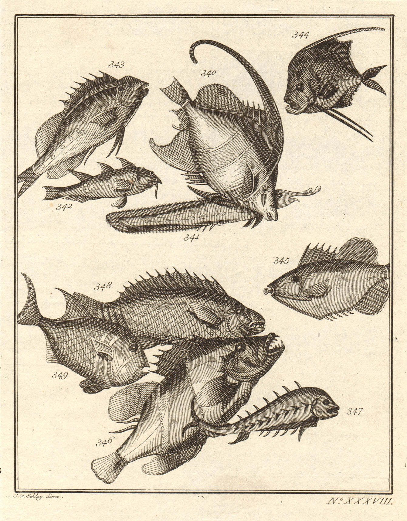 XXXVIII Poissons d'Ambione. Indonesia Moluccas Maluku tropical fish. SCHLEY 1763