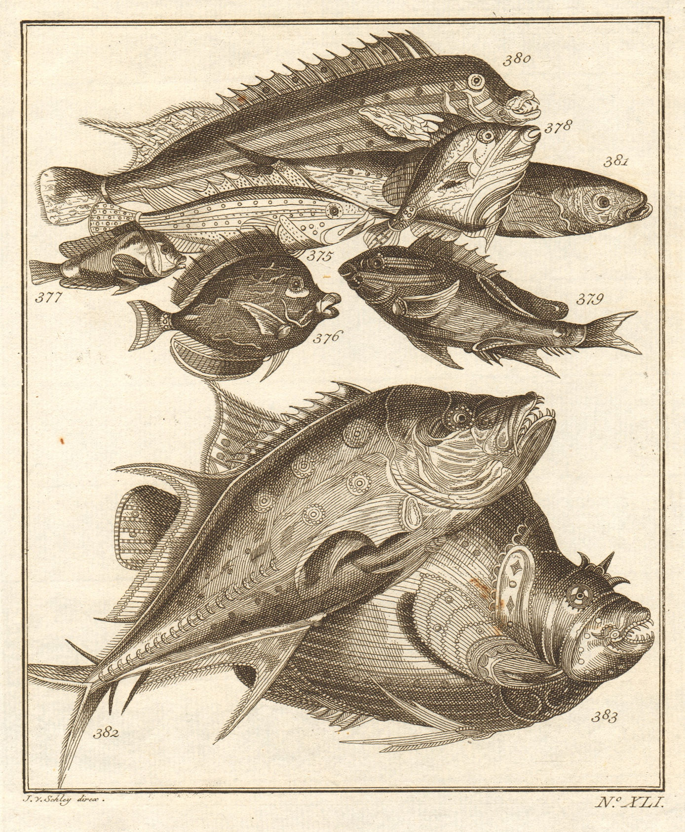 Associate Product XLI. Poissons d'Ambione. Indonesia Moluccas Maluku tropical fish. SCHLEY 1763