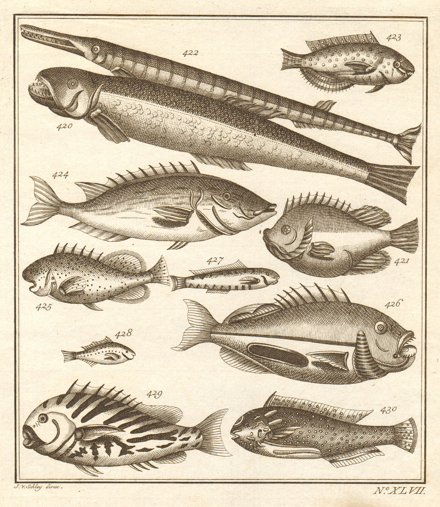 Associate Product XLVII. Poissons d'Ambione. Indonesia Moluccas Maluku tropical fish. SCHLEY 1763