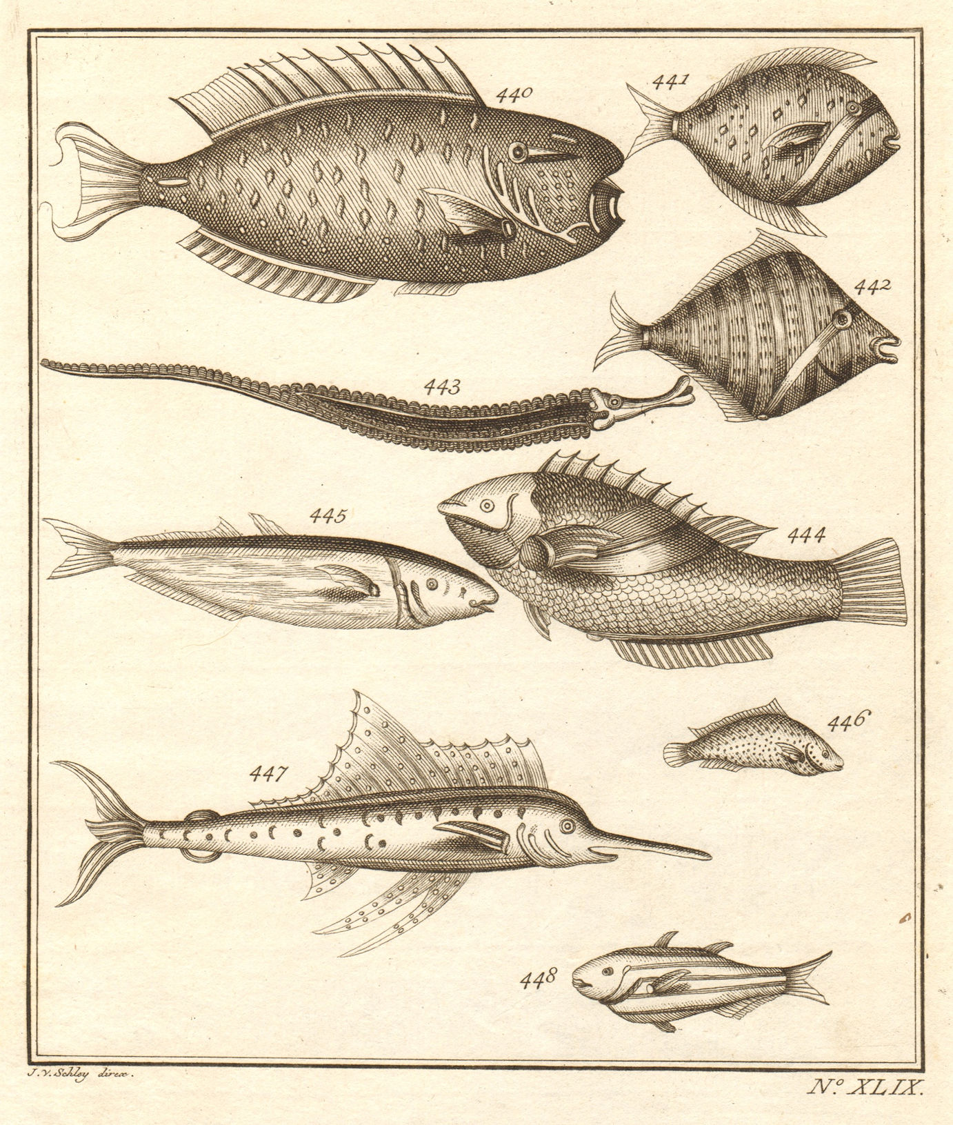 XLIX. Poissons d'Ambione. Indonesia Moluccas Maluku tropical fish. SCHLEY 1763