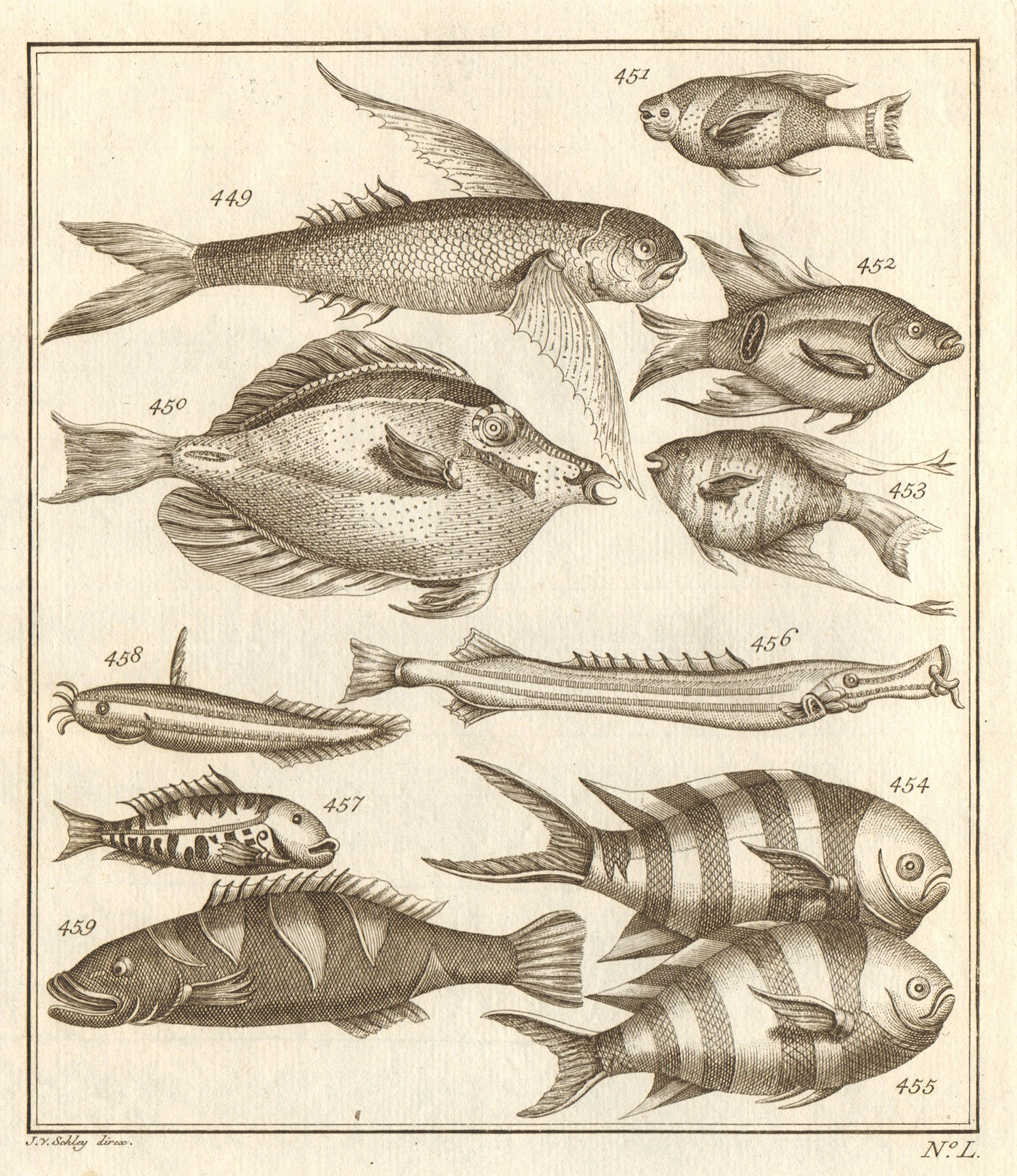 Associate Product L. Poissons d'Ambione. Indonesia Moluccas Maluku tropical fish. SCHLEY 1763