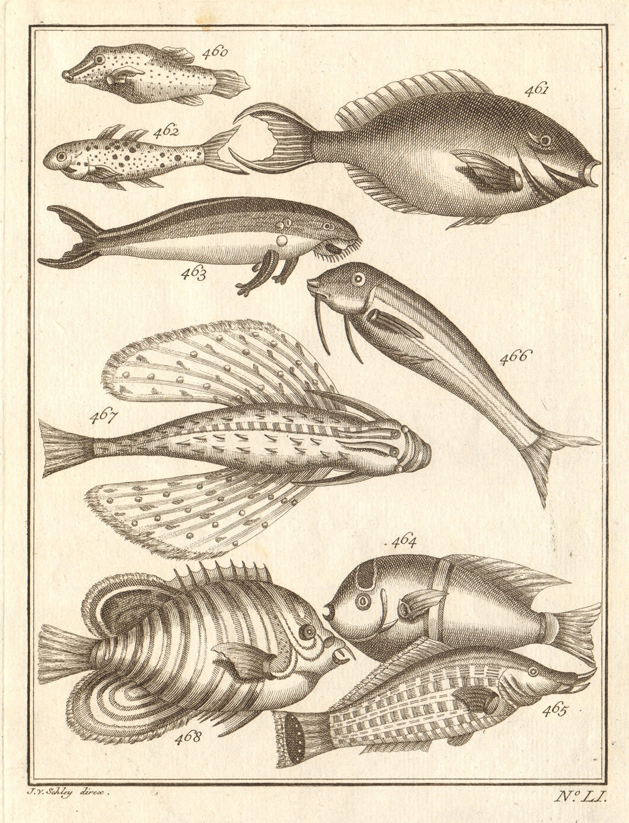 LI. Poissons d'Ambione. Indonesia Moluccas Maluku tropical fish. SCHLEY 1763