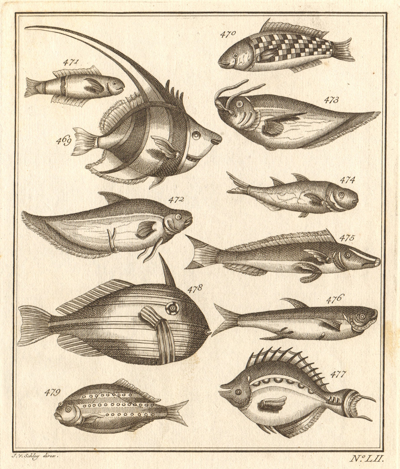 LII. Poissons d'Ambione. Indonesia Moluccas Maluku tropical fish. SCHLEY 1763