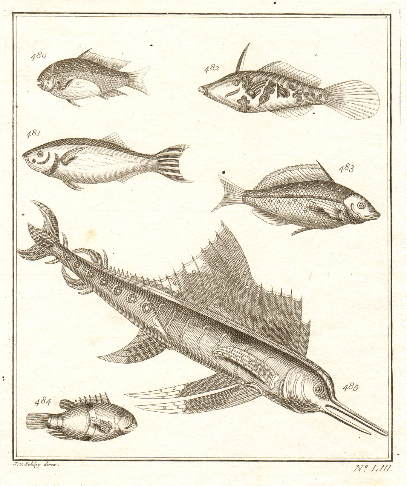 LIII. Poissons d'Ambione. Indonesia Moluccas Maluku tropical fish. SCHLEY 1763