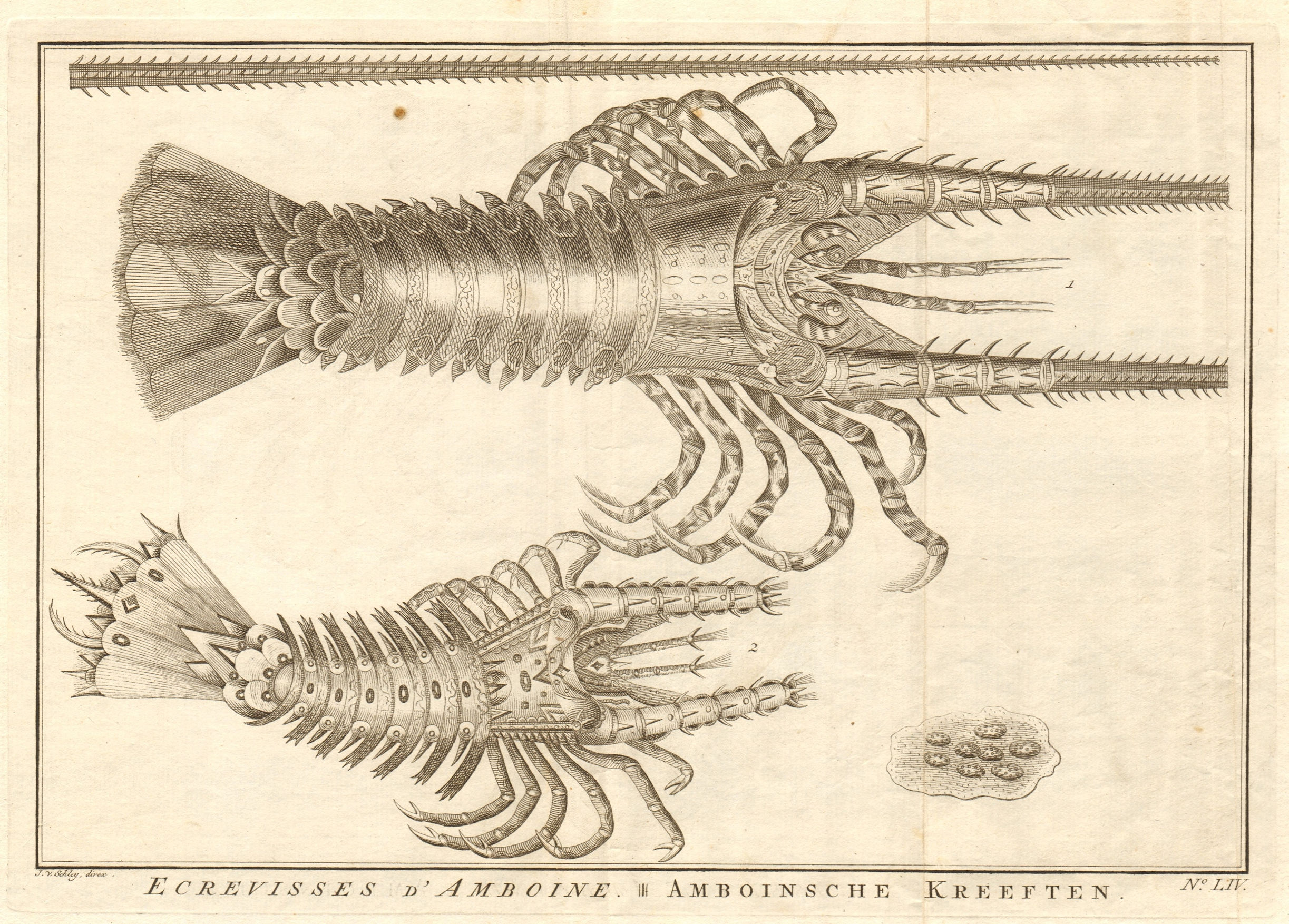 Associate Product LIV - Ecrevisses d'Amboine. Indonesia. Crayfish of Ambon. Maluku. SCHLEY 1763