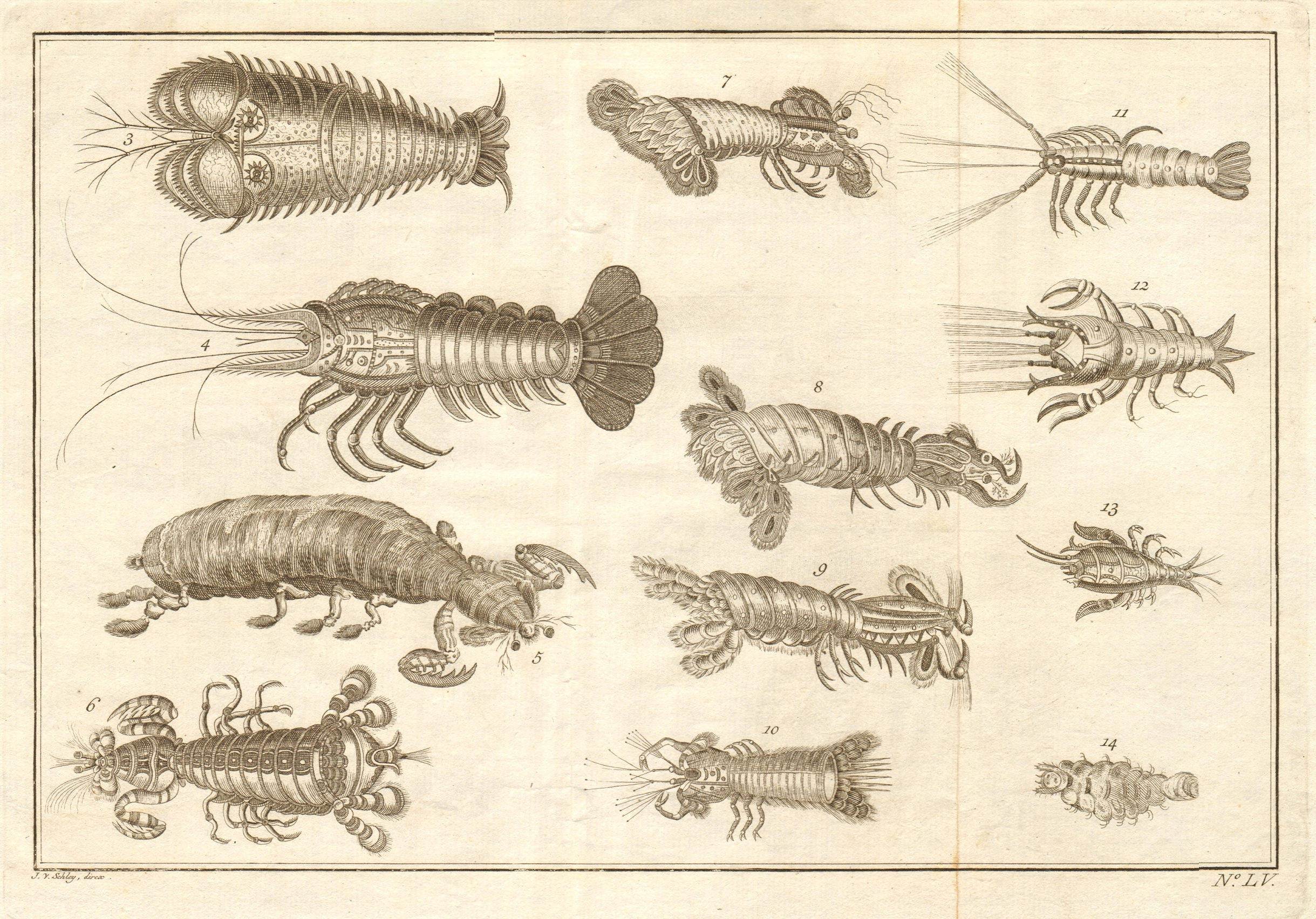 Associate Product LV - Ecrevisses d'Amboine. Indonesia. Crayfish of Ambon. Maluku. SCHLEY 1763