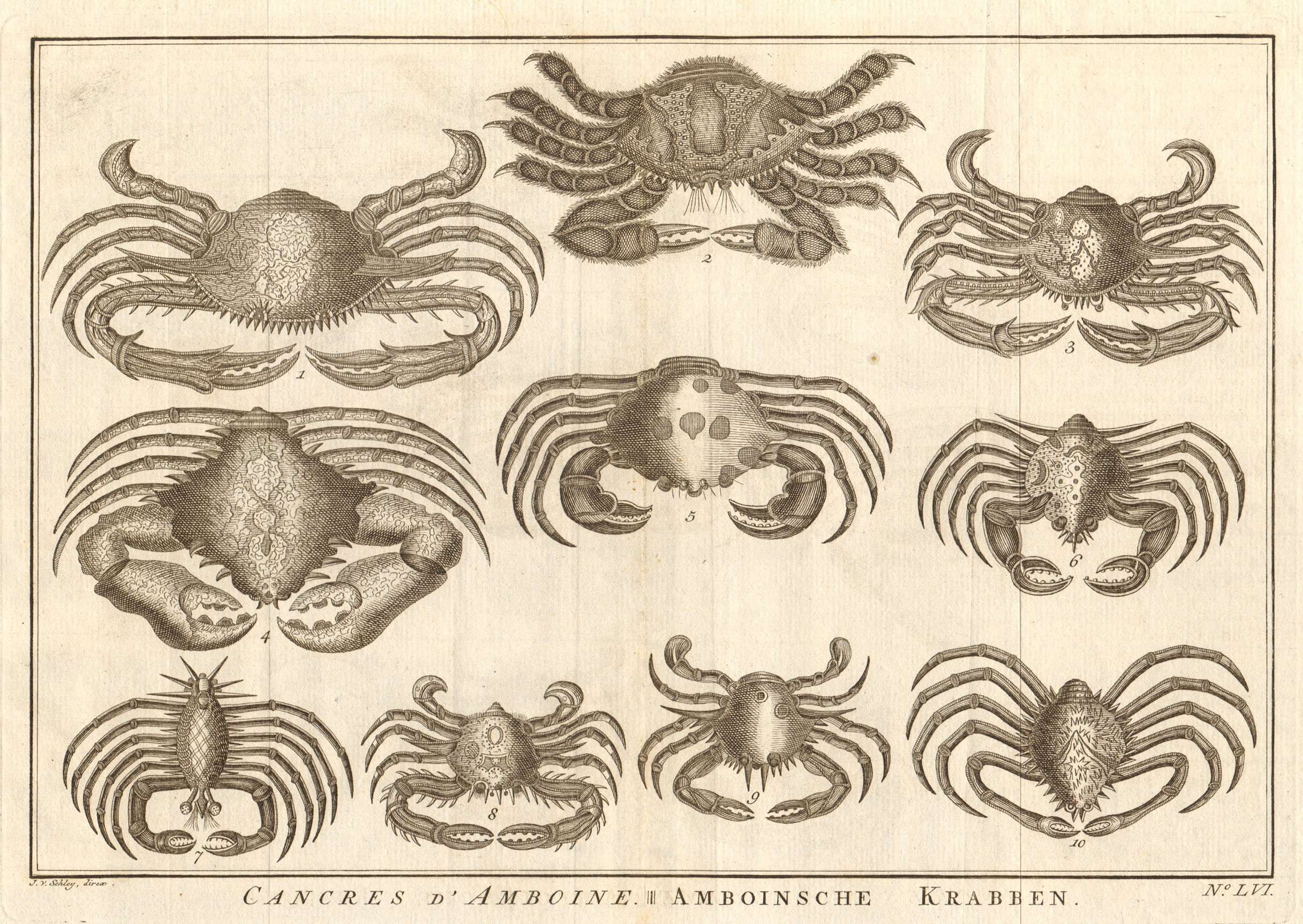 Associate Product LVI - Cancres ou Crabbes. Indonesia. Crabs. Maluku Moluccas. SCHLEY 1763 print