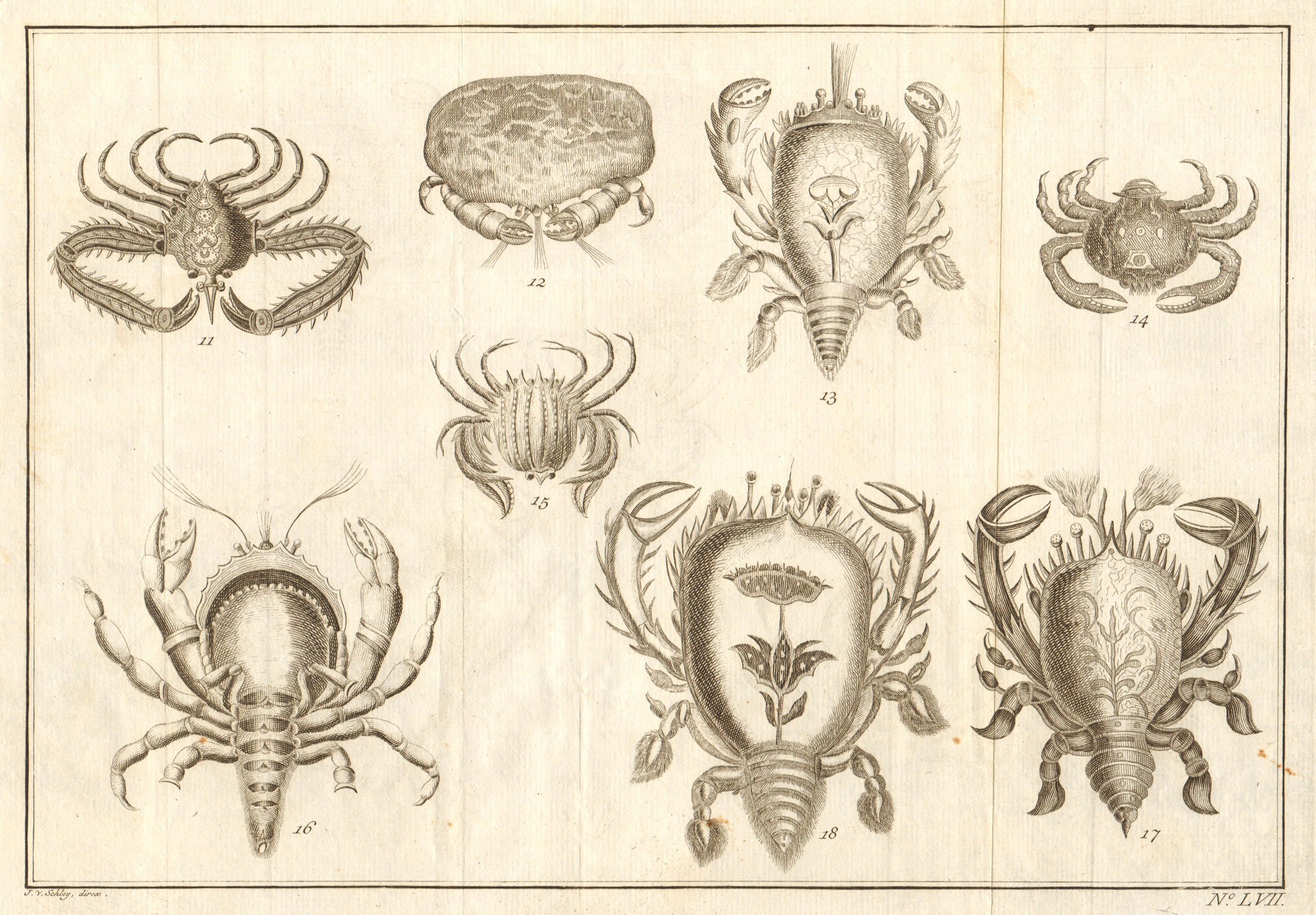 LVII - Cancres ou Crabbes. Indonesia. Crabs. Maluku Moluccas. SCHLEY 1763