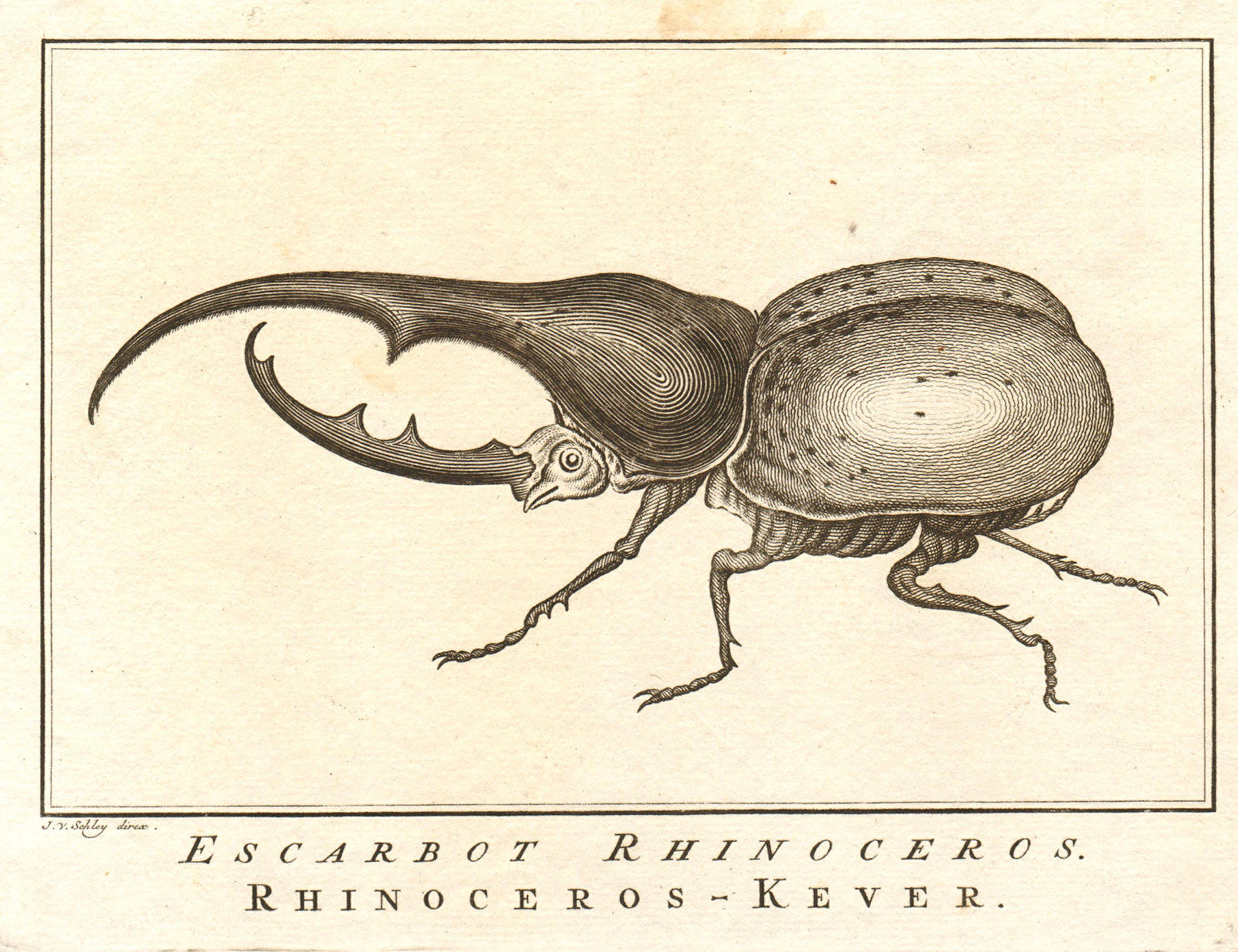'Escarbot Rhinoceros'. Mexico. Rhinoceros Beetle. SCHLEY 1762 old print