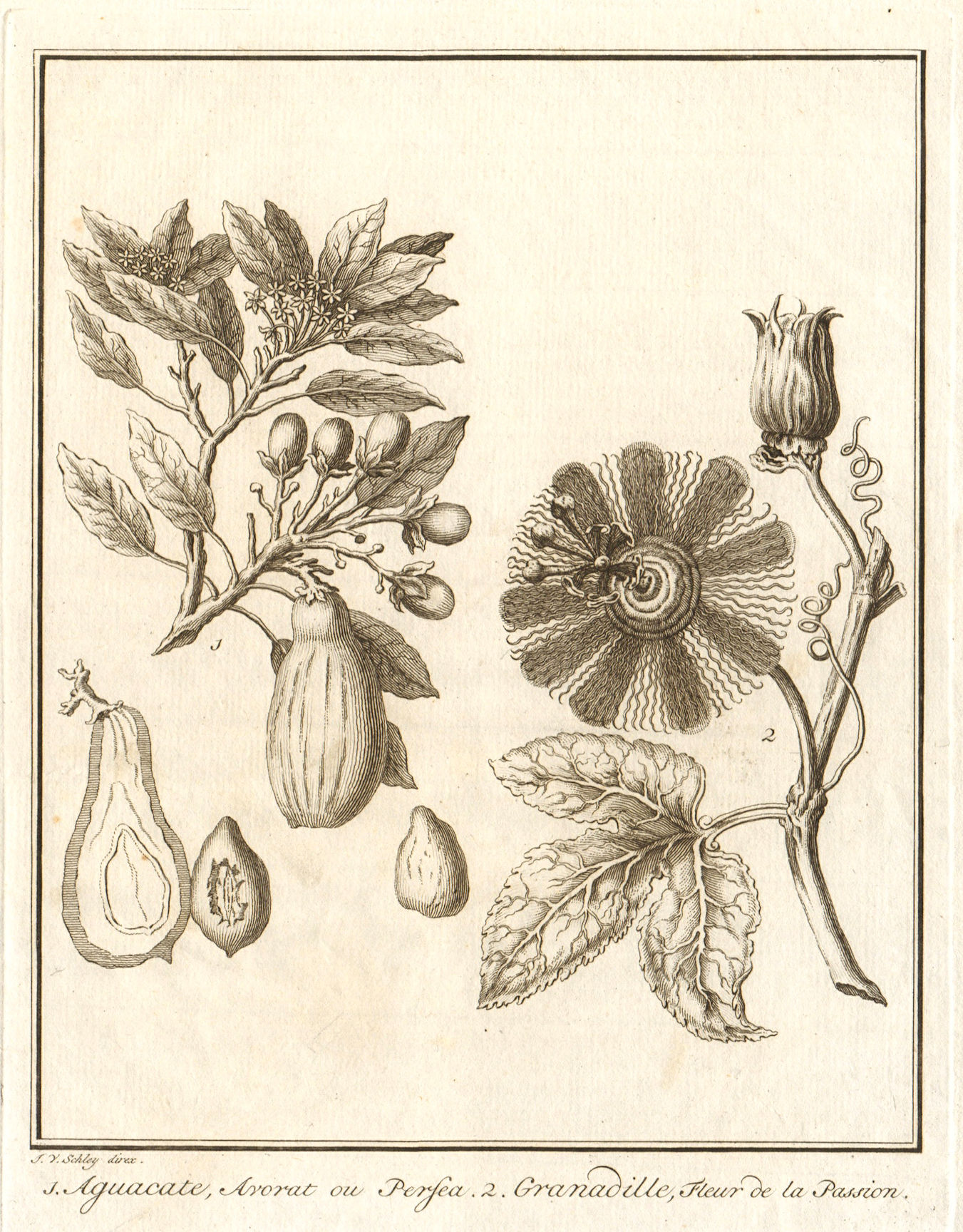 Associate Product Avocado / Persea americana. Passiflora ligularis (Sweet granadilla). SCHLEY 1762