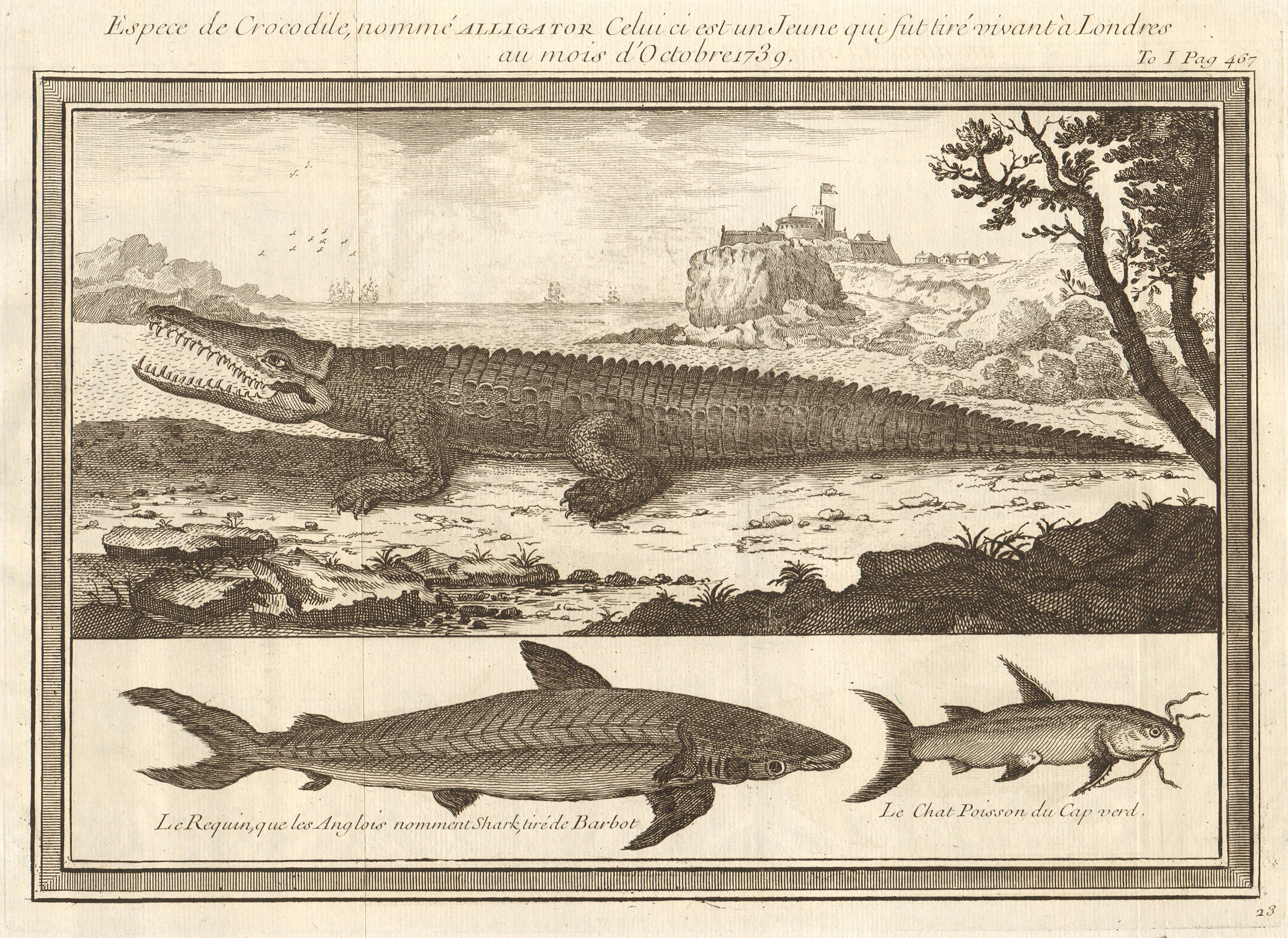 Associate Product Young Alligator, drawn in London October 1739. Shark. Catfish 1746 old print