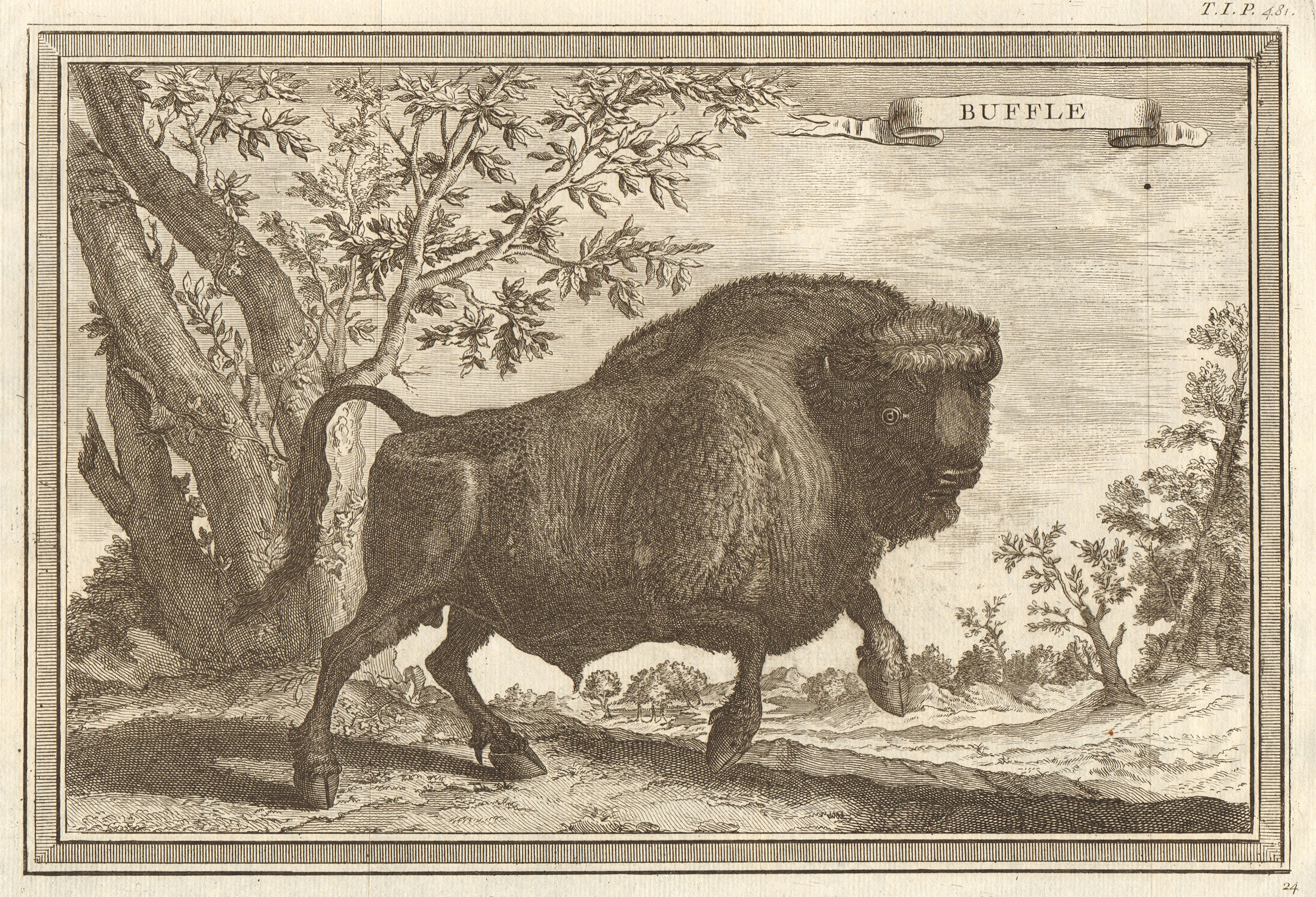 'Buffle'. West Africa. Buffalo 1746 old antique vintage print picture