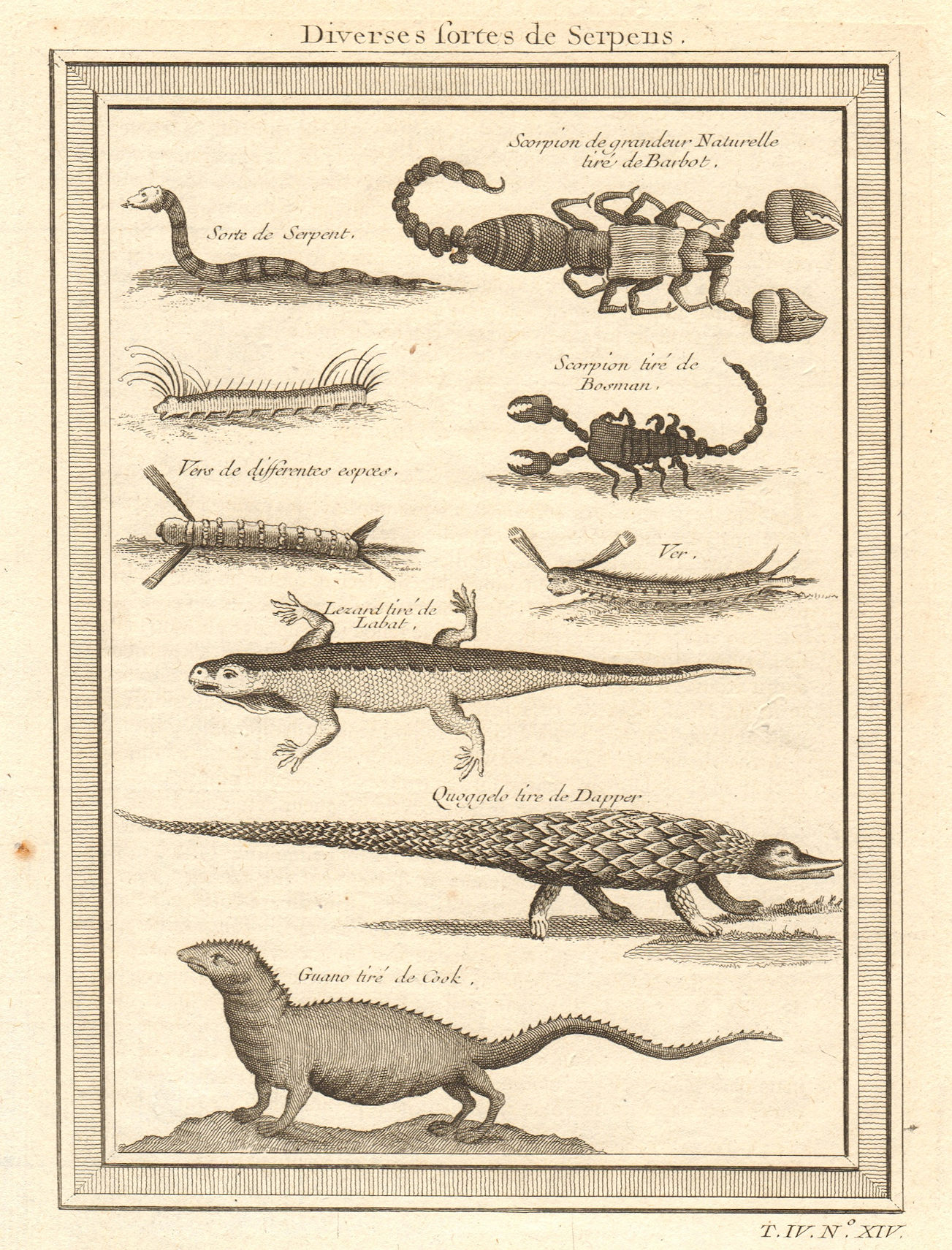 Associate Product West African serpents. Snake scorpion worm lizard pangolin iguana 1747 print