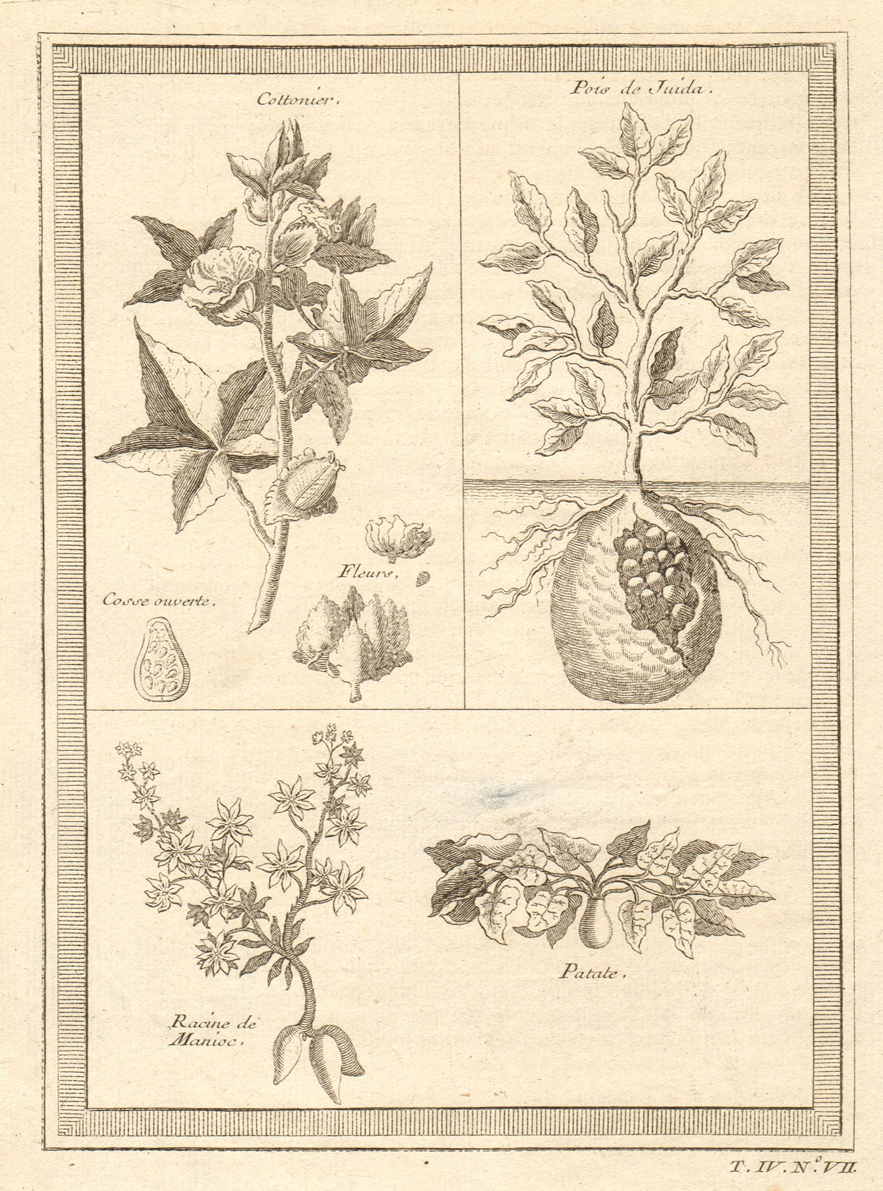 Associate Product 'Cottonier & plantes de Guinée'. Cotton Cassava manioc potato. West Africa 1747