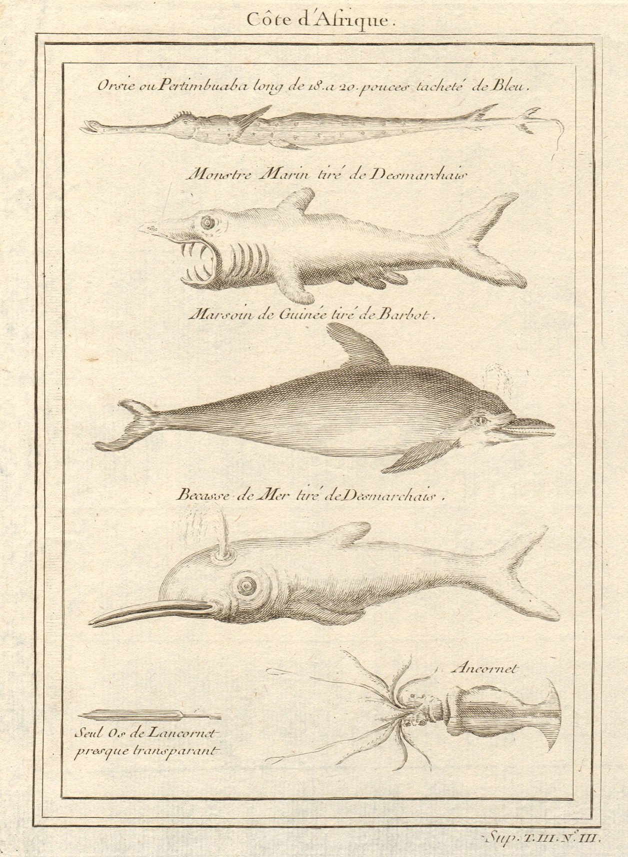 African fish. Cornetfish. Basking Shark. Dolphin. Seasnipe. Squid 1747 print