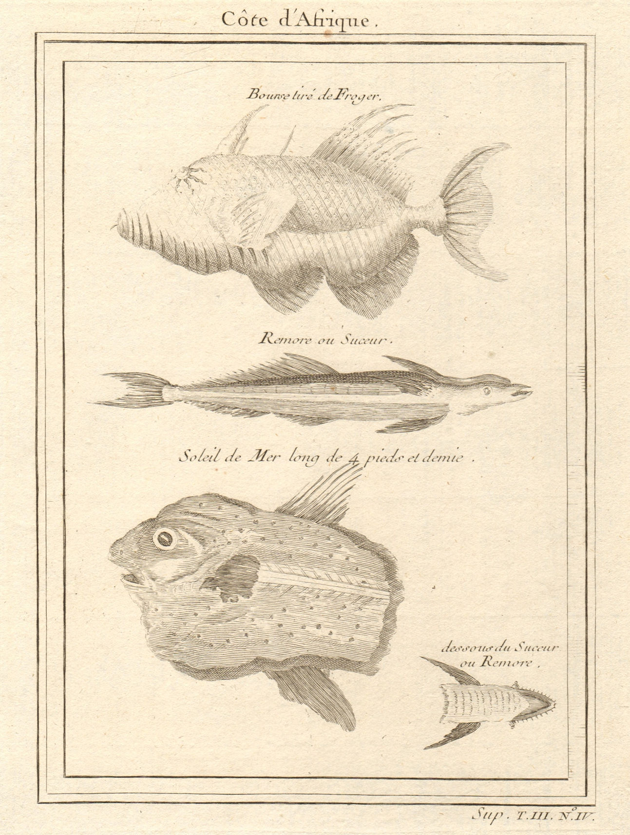 Associate Product West African Fish. Filefish. Remora or suckerfish. Ocean Sunfish 1747 print