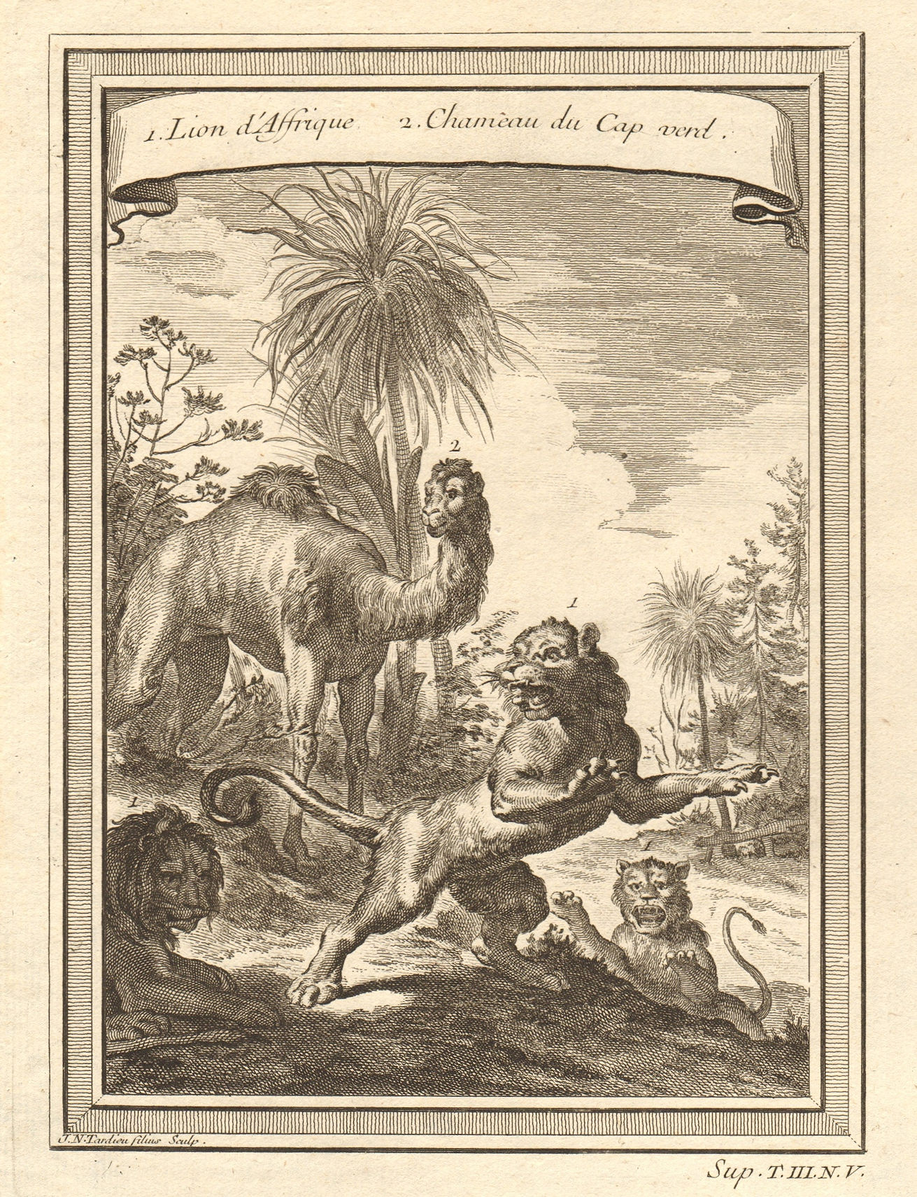 Associate Product 'Lion d’Afrique, Chameau du Cap-Verd'. African Lion. Camel of Senegal 1747