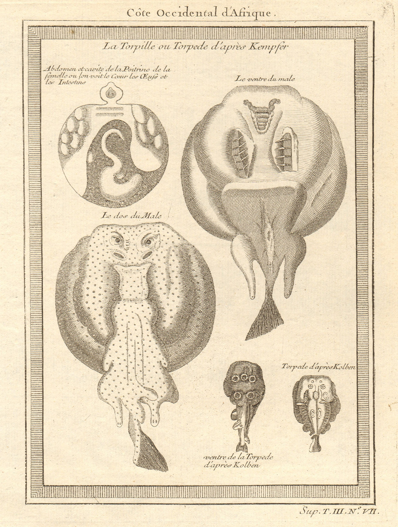Associate Product West African fish. Torpedo or electric rays after Kempfer 1747 old print