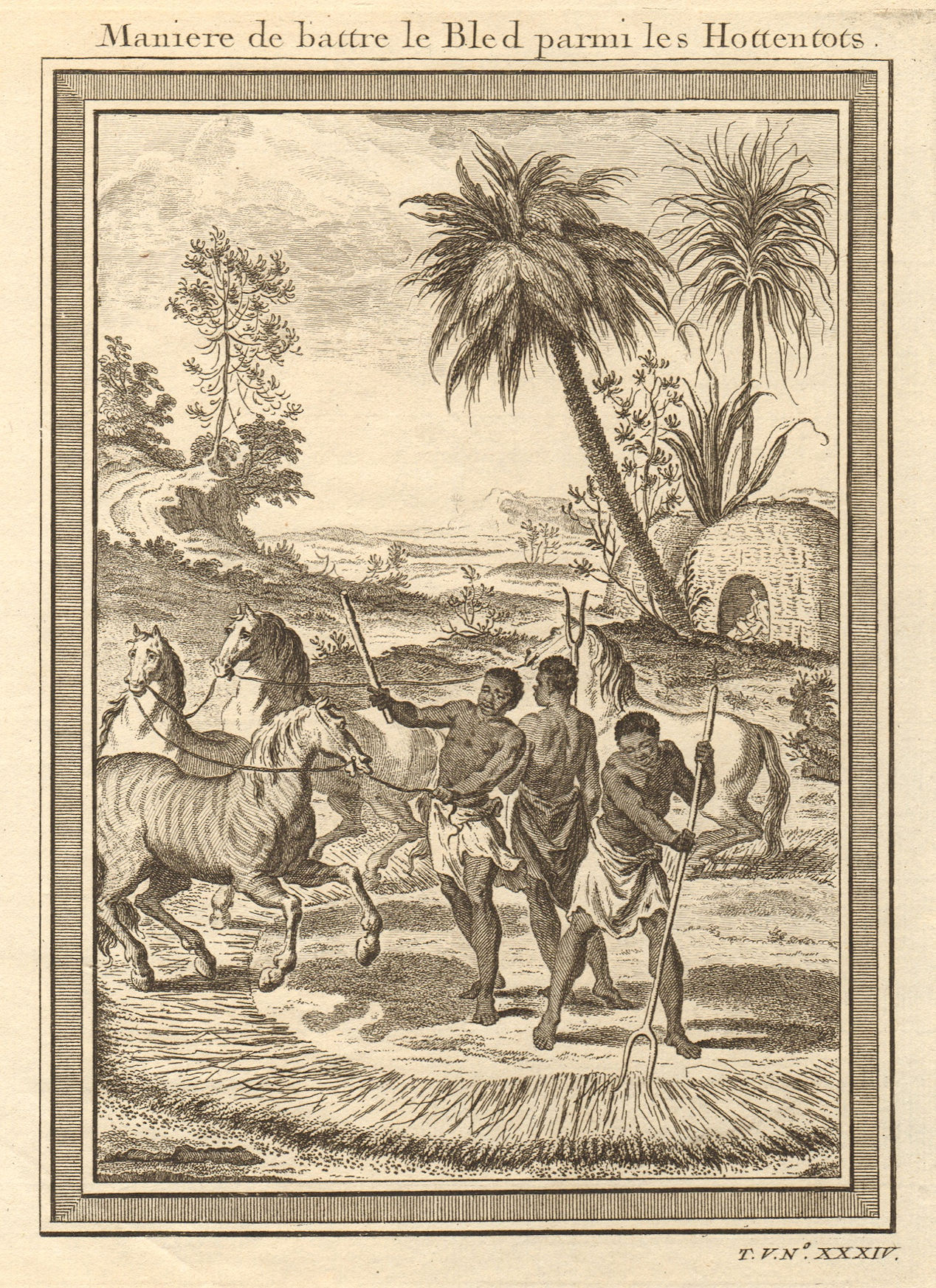 Associate Product Southern Africa. Hottentot / Khoikhoi corn threshing method using horses 1748