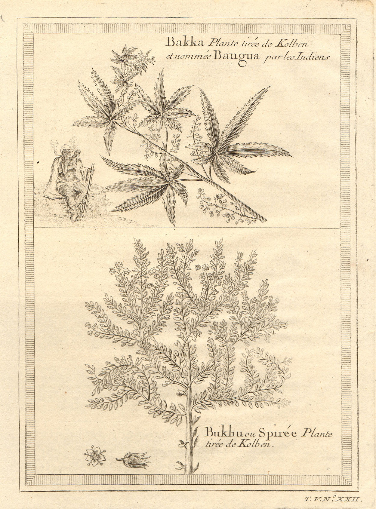 Bakka, Dakha or Bangua plant. Bukhu plant or Spiraea. Kolben 1748 old print