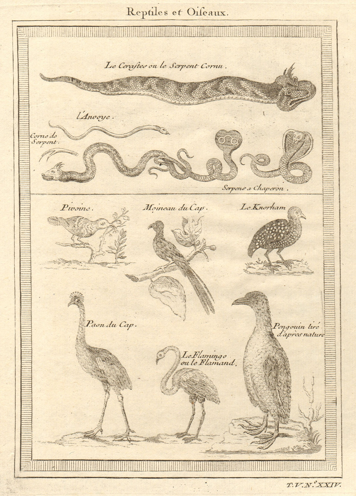 Associate Product African Reptiles & Birds. Horned viper Grey crowned crane Flamingo Penguin 1748