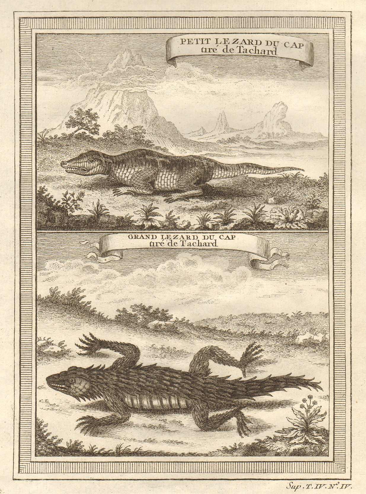 Associate Product South Africa. Small Cape Lizard & Great Cape Lizard, from Tachard 1748 print