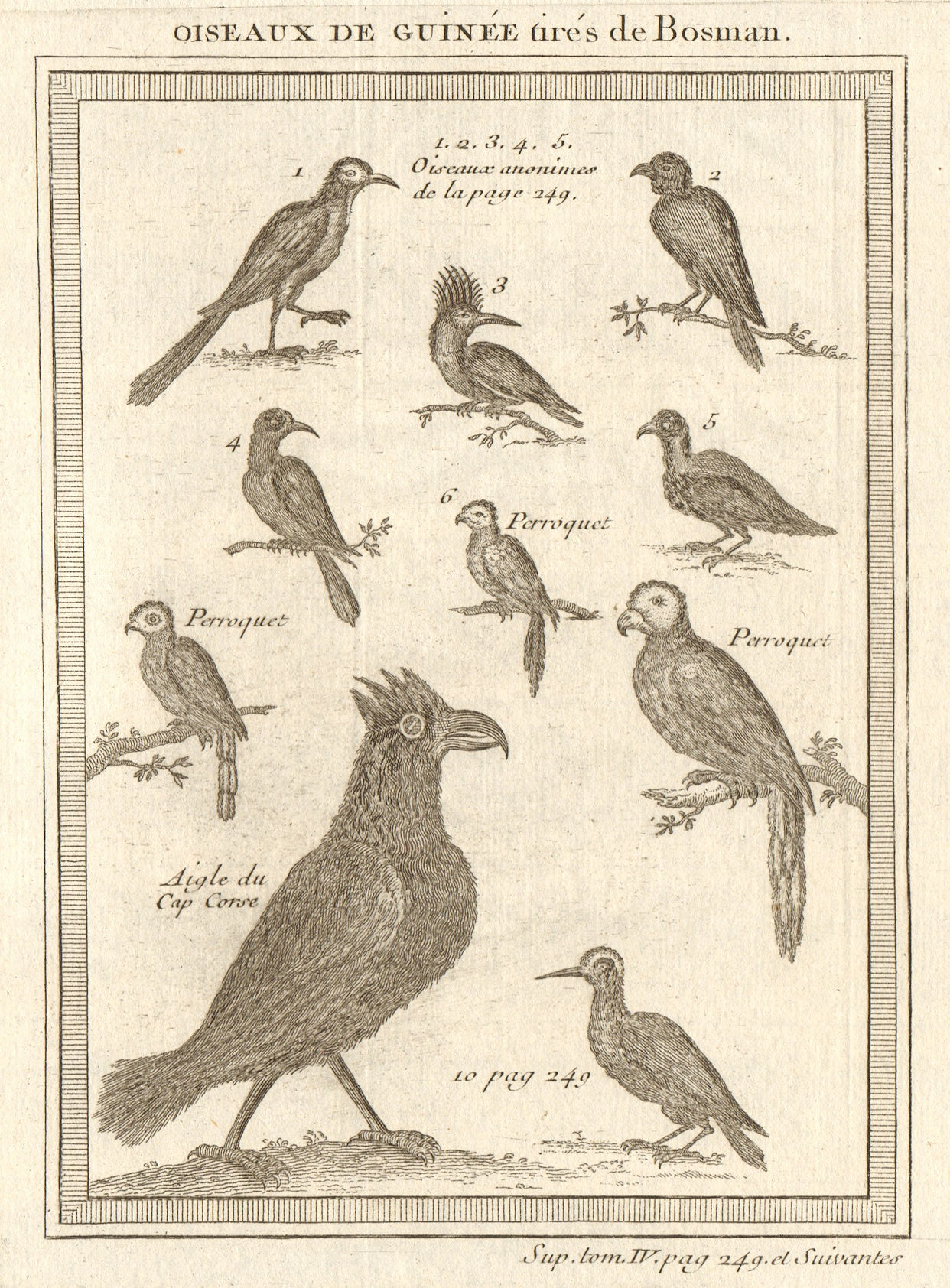Associate Product 'Oiseaux de Guinée'. West African birds. Parrots. Cape Coast eagle 1748 print