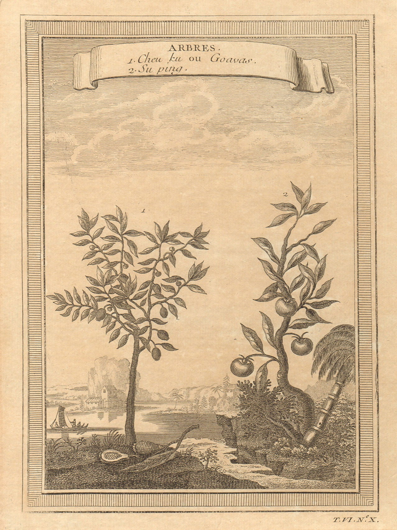 'Arbres; Cheu ku ou Goavas; Suping'. Chinese trees. Guava. China 1748 print