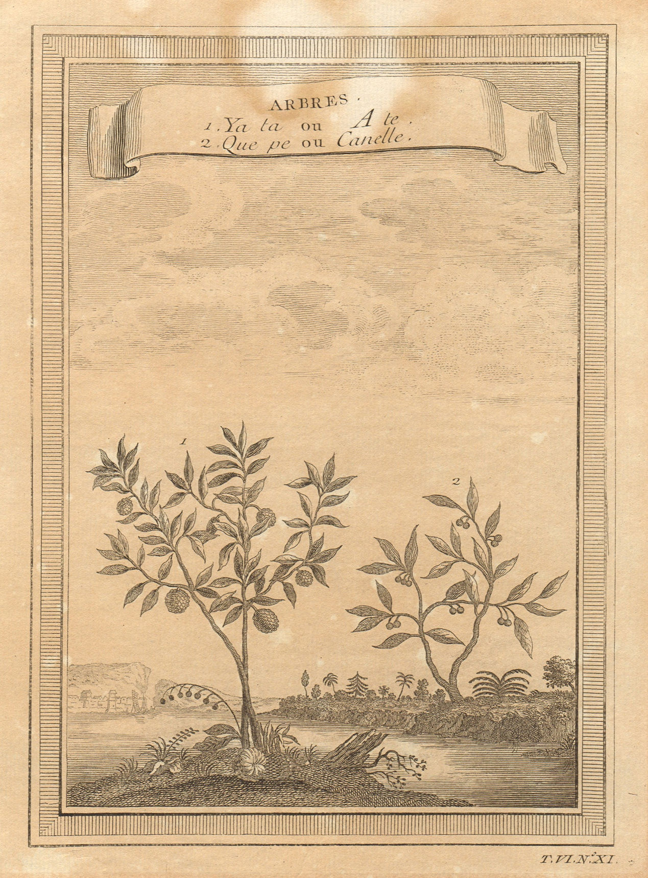 Associate Product China trees. Que pe or Cinammon. Ya ta or Ata, Sugar/custard apple sweetsop 1748