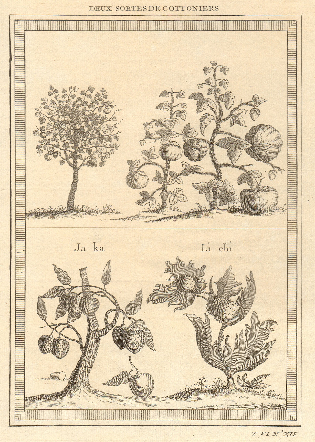 Associate Product Cotton trees. Lychee. Ata, Sugar/custard apple or sweetsop. China 1748 print