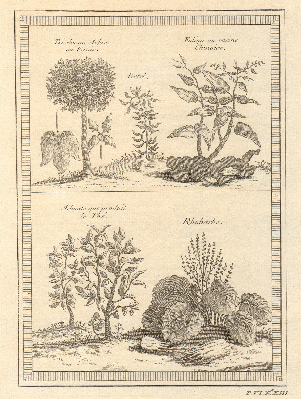 Associate Product China root. Tea plant. Rhubarb. Goldenrain Varnish or Chinese lacquer tree 1748
