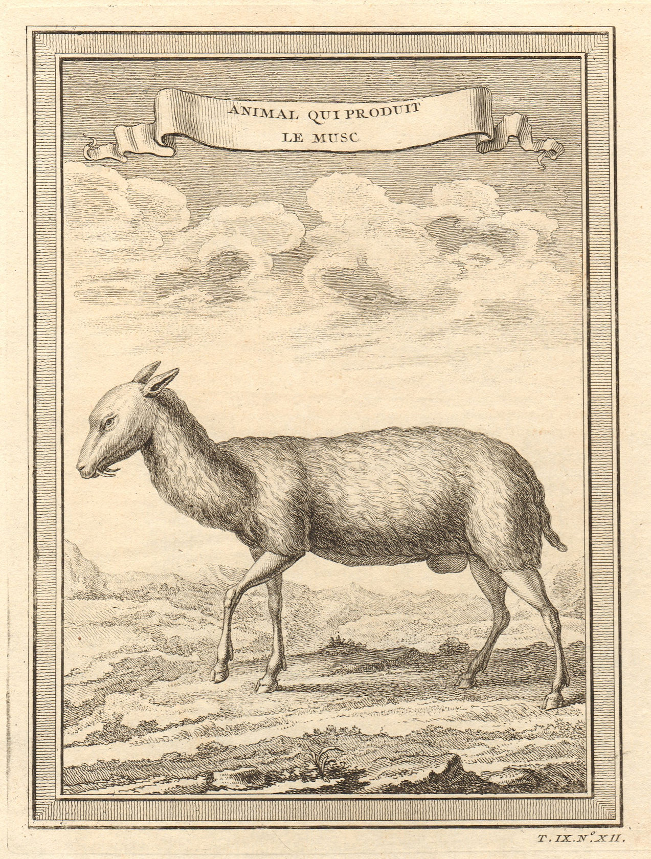 'Animal qui produit le Musc'. Musk deer. South Asia 1751 old antique print