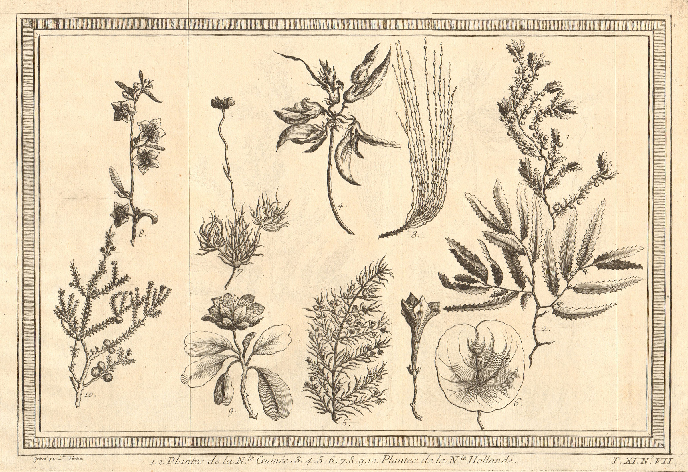 Plants of New Holland (Australia), Timor & New Guinea 1753 old antique print