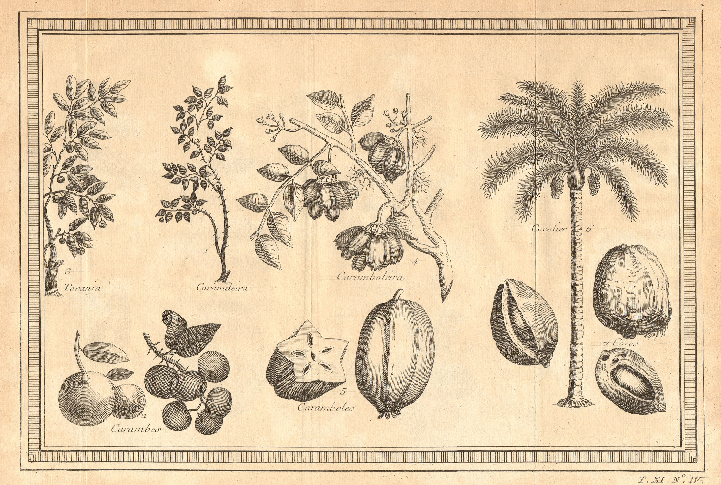Associate Product Tropical fruit. Carandas Bengal currant plum. Orange/Carambola/Coconut Star 1753