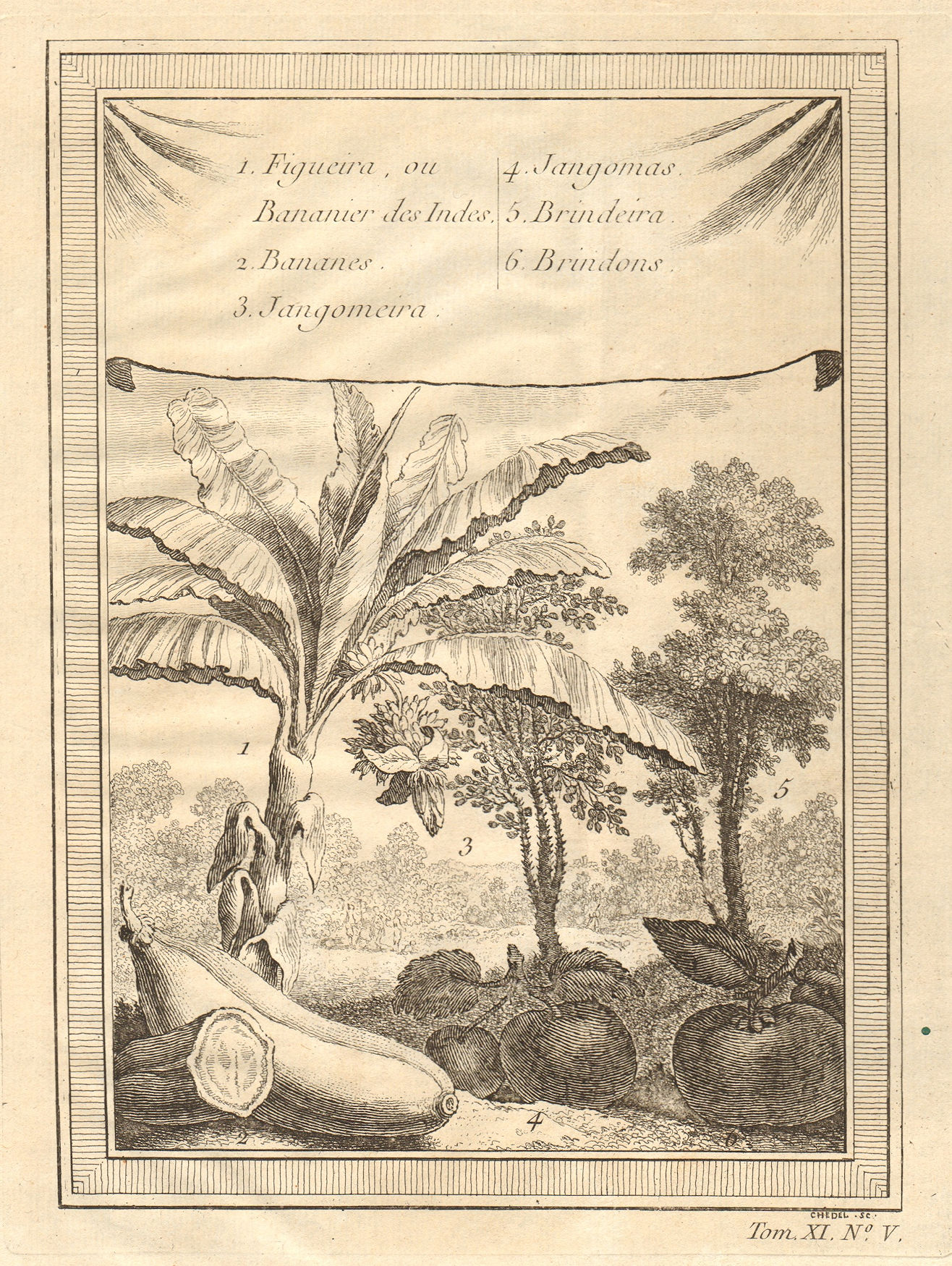 Tropical fruit. Banana Jangomas Indian coffee plum Kokum Bhirand/Brinda 1753