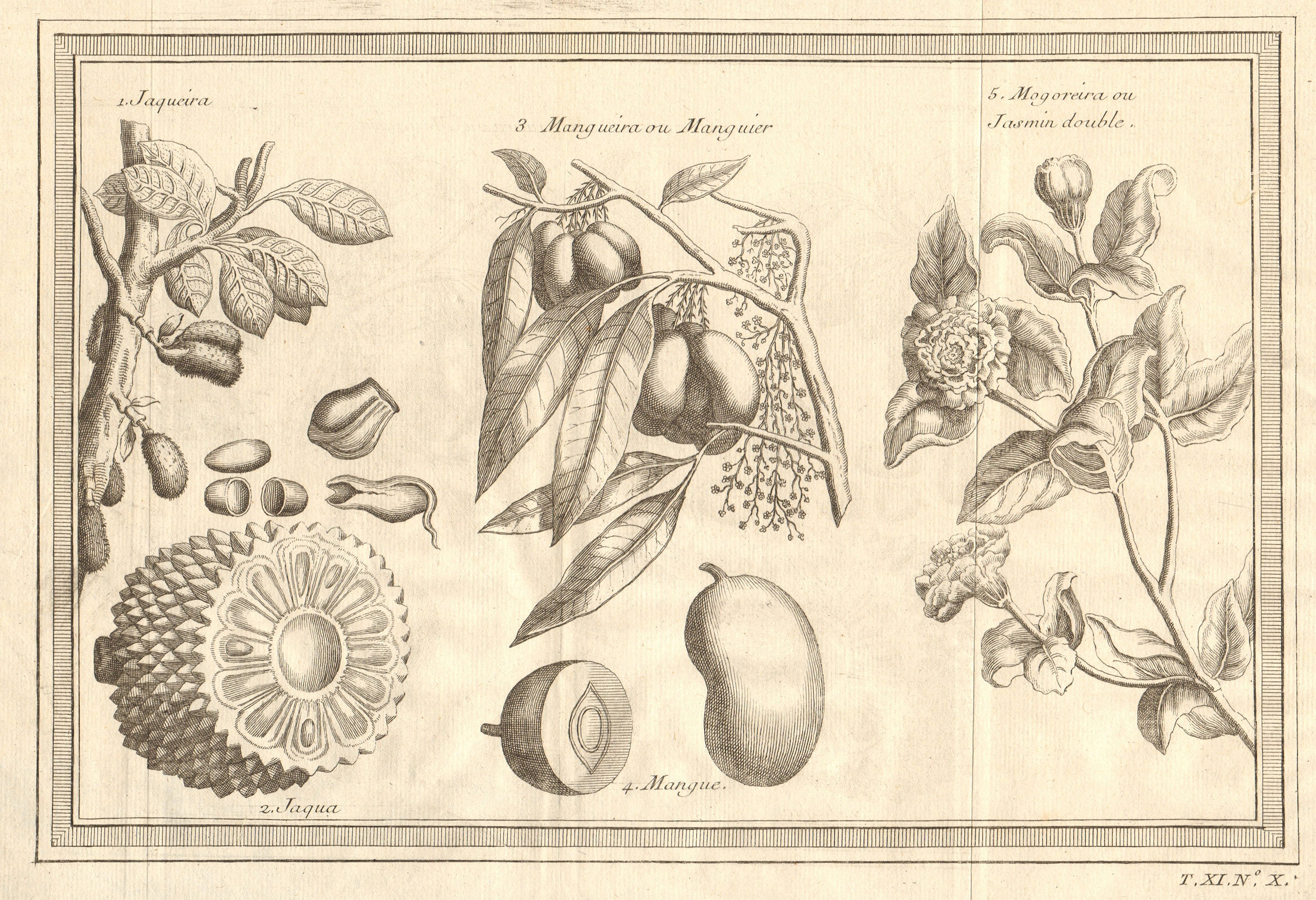 Associate Product Tropical fruit. Jackfruit. Mango. Arabian Jasmine Mogra double 1753 old print
