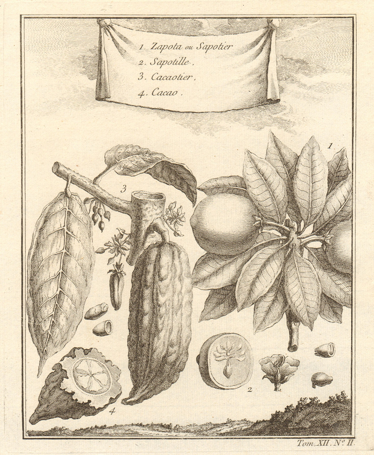 Associate Product Casimiroa. White/mamey sapote, soapapple or Mexican apple. Cocoa. Mexico 1754