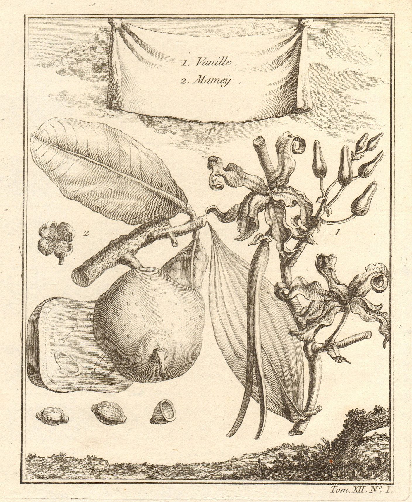 Vanilla / vanille & Mamey Sapote. Fruit & spices. Central America 1754 print