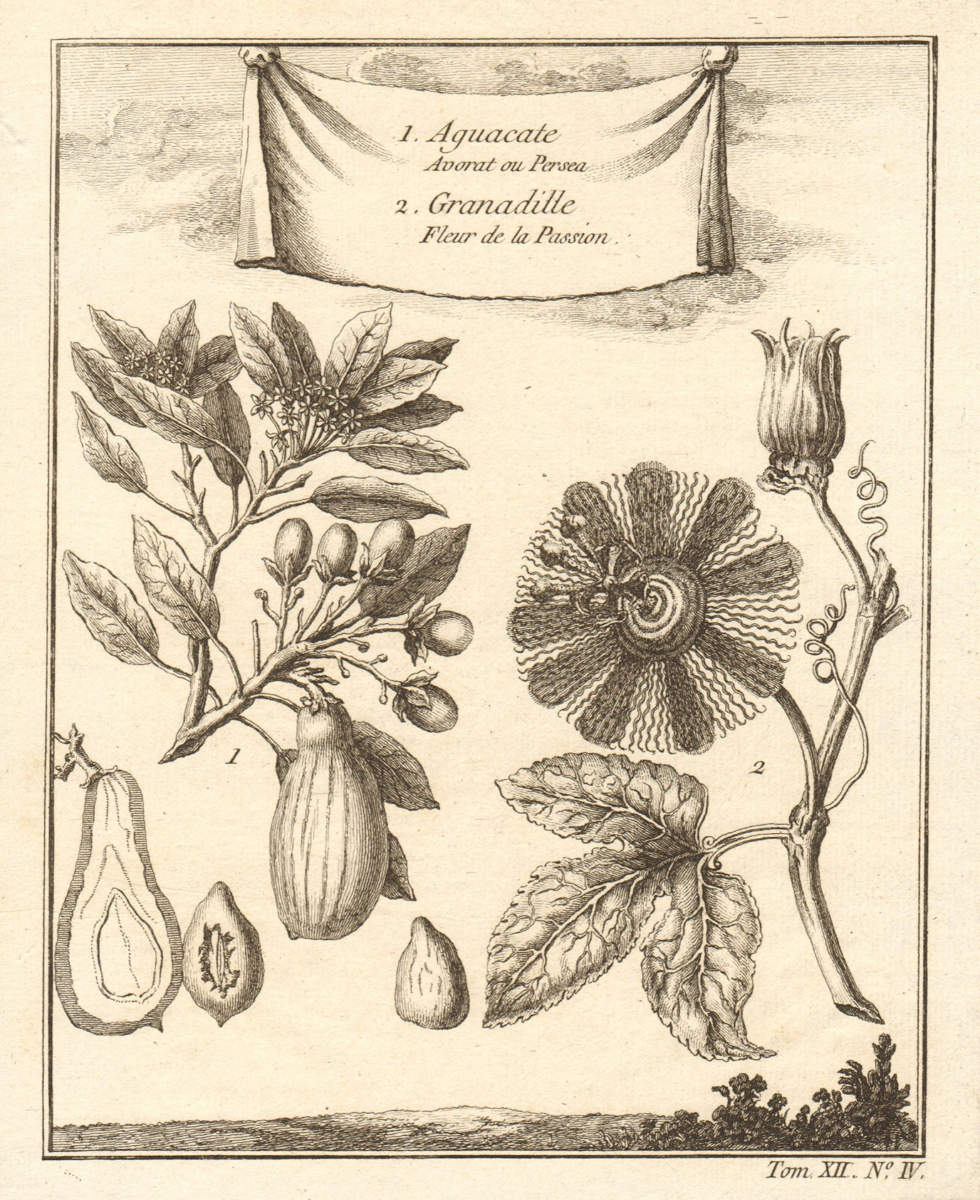 Associate Product Avocado /Persea americana. Passiflora ligularis (Granadilla) passion flower 1754