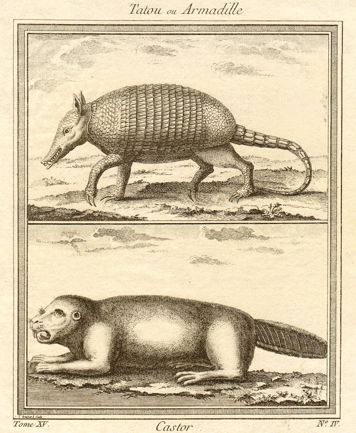 Tatou ou Armadille. Castor. Armadillo. Beaver 1759 old antique print picture