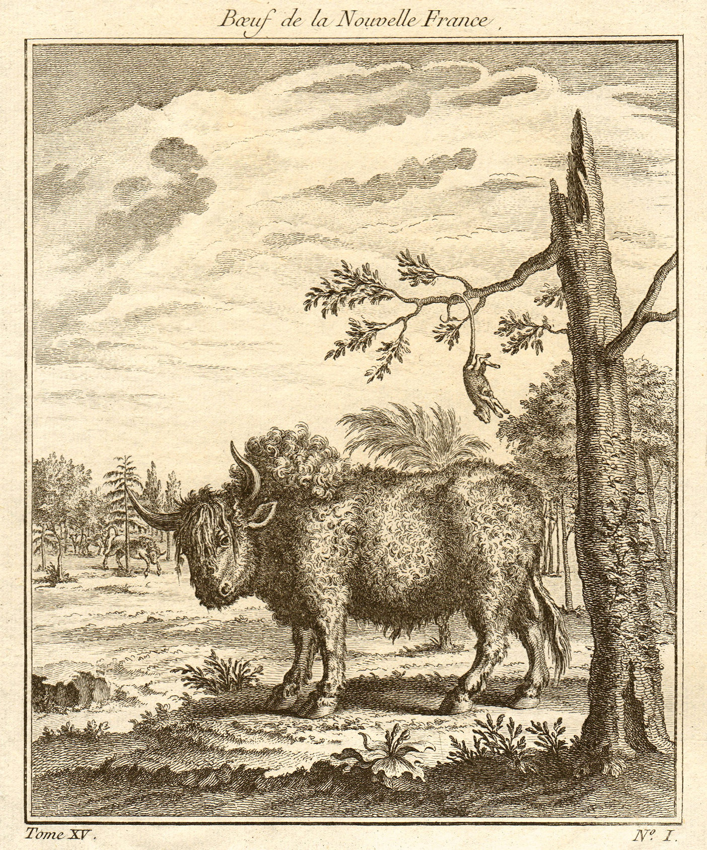 Associate Product 'Boeuf de la Nouvelle France'. Bull from New France / Canada. Quebec 1759