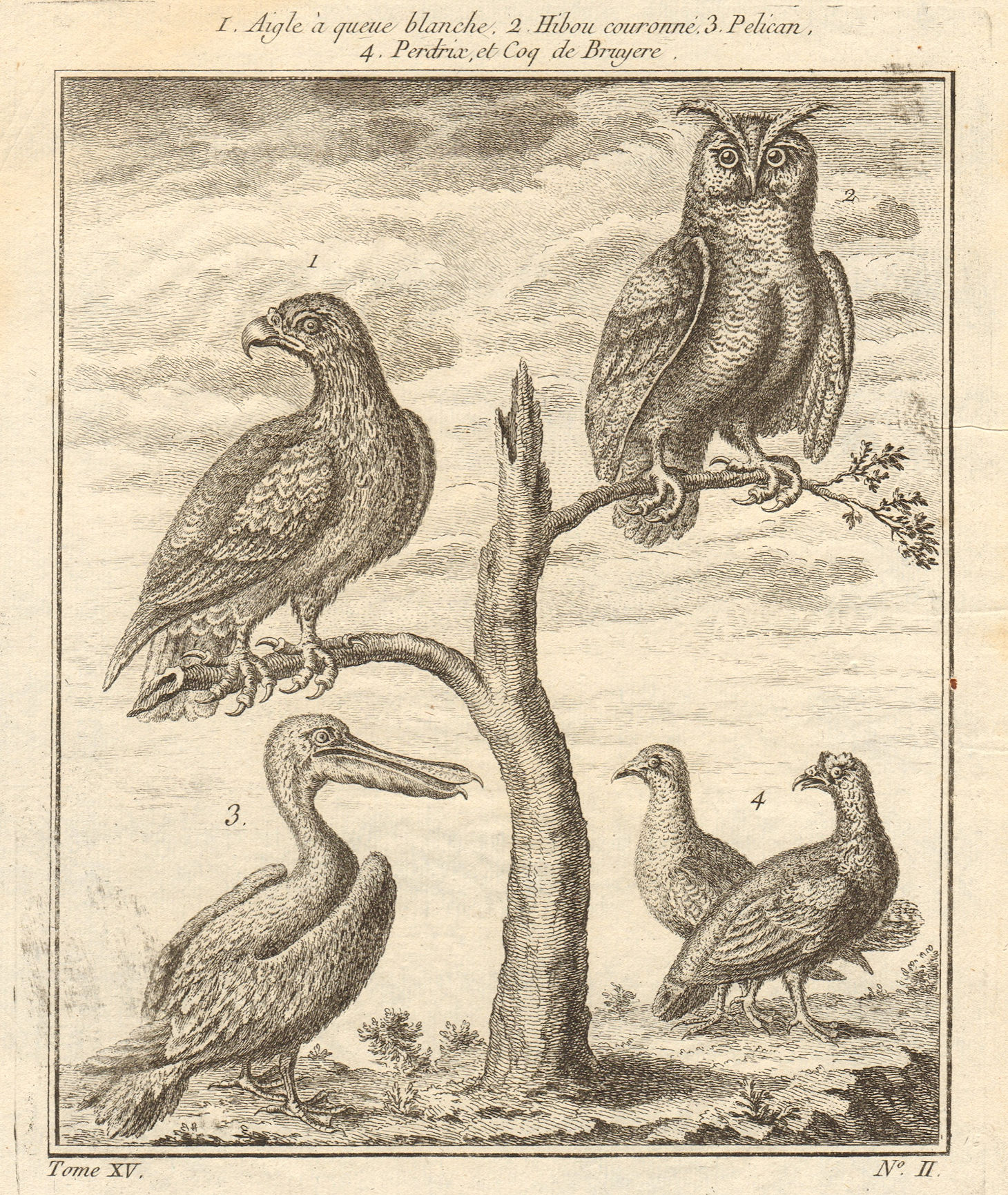 White tailed eagle. Crowned owl. Pelican. Partridge. Capercaillie 1759 print