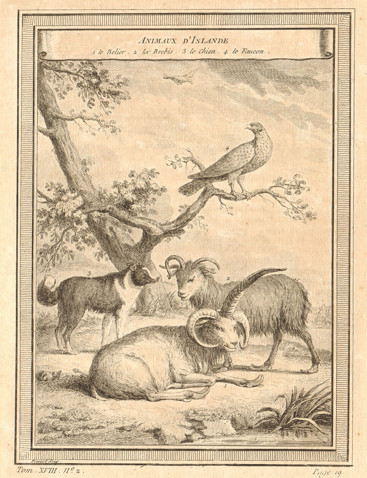 'Animaux d'Islande'. Animals of Iceland. Ram Sheep Dog Falcon 1768 old print