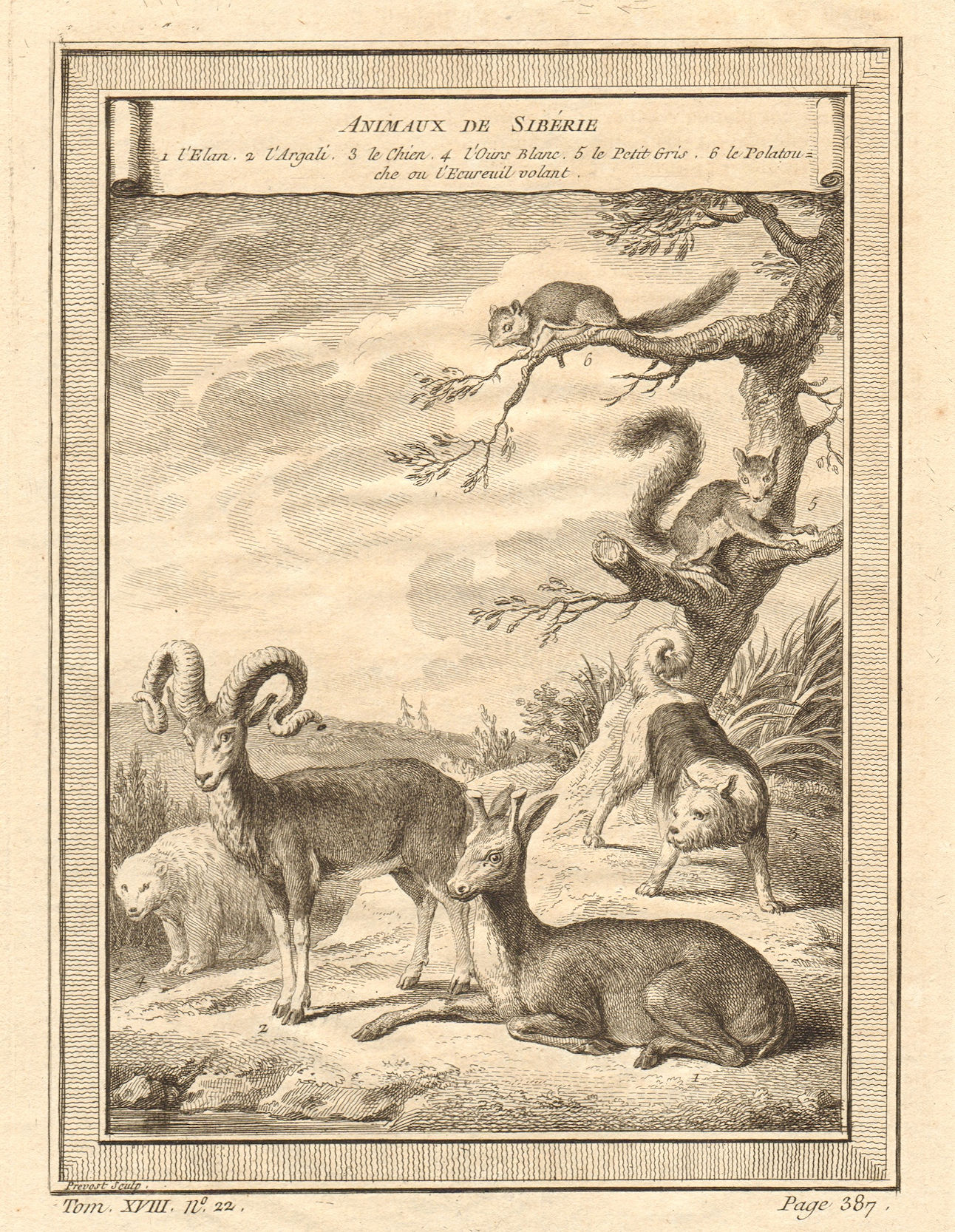 Siberian animals. Eland. Argali. Polar Bear. Grey & Flying squirrel 1768 print