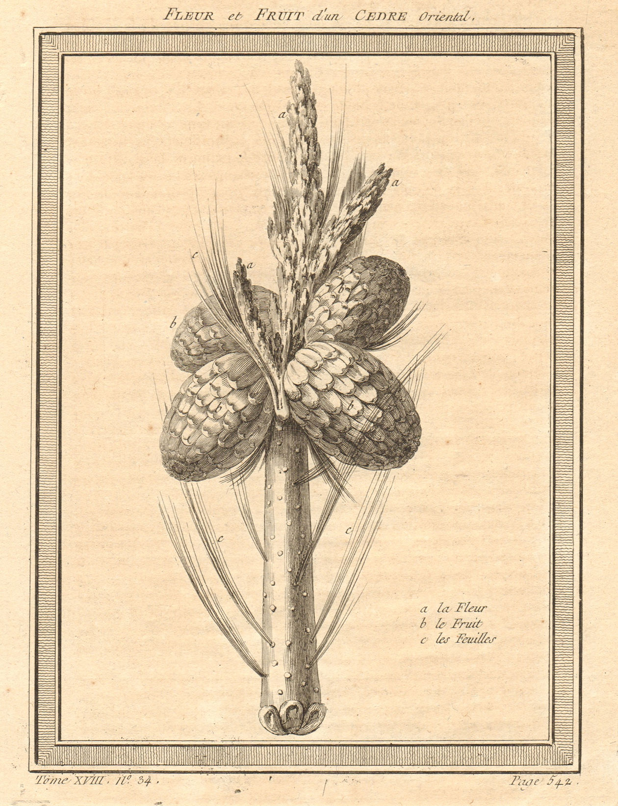 Associate Product 'Fleur et Fruits d'un Cèdre Oriental' Oriental Cedar fruit & flower. Russia 1768