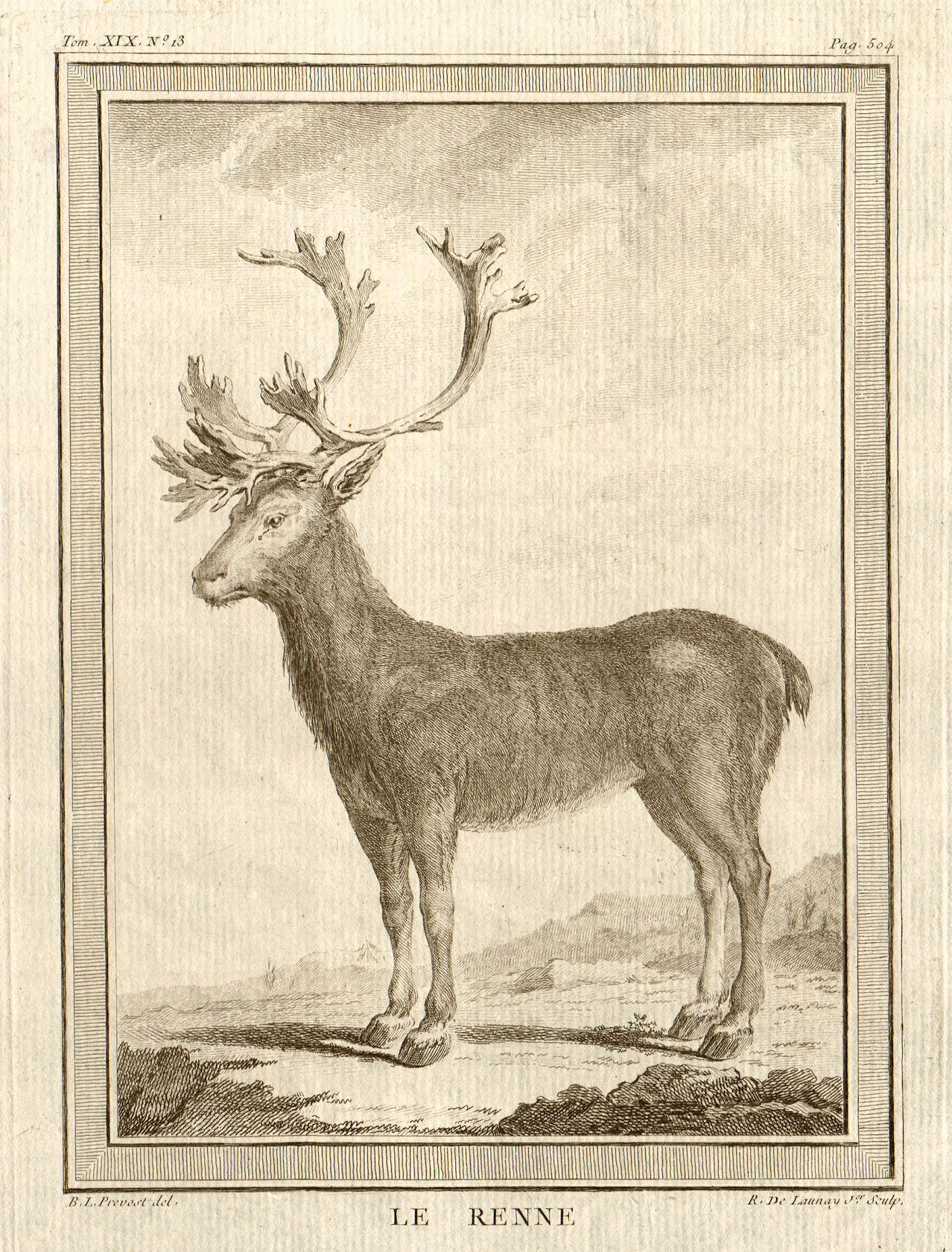 Associate Product 'Le Renne'. Reindeer or Caribou 1770 old antique vintage print picture