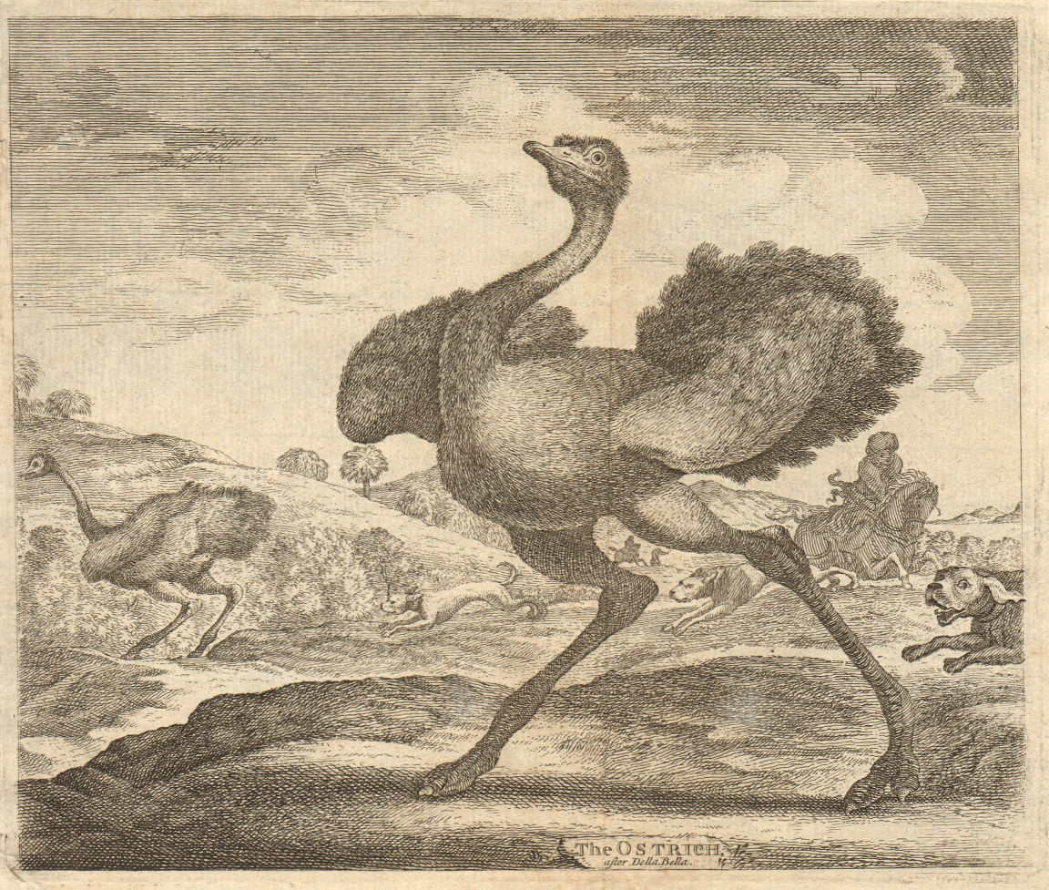 Hunting Ostrich, after Della Bella 1748 old antique vintage print picture